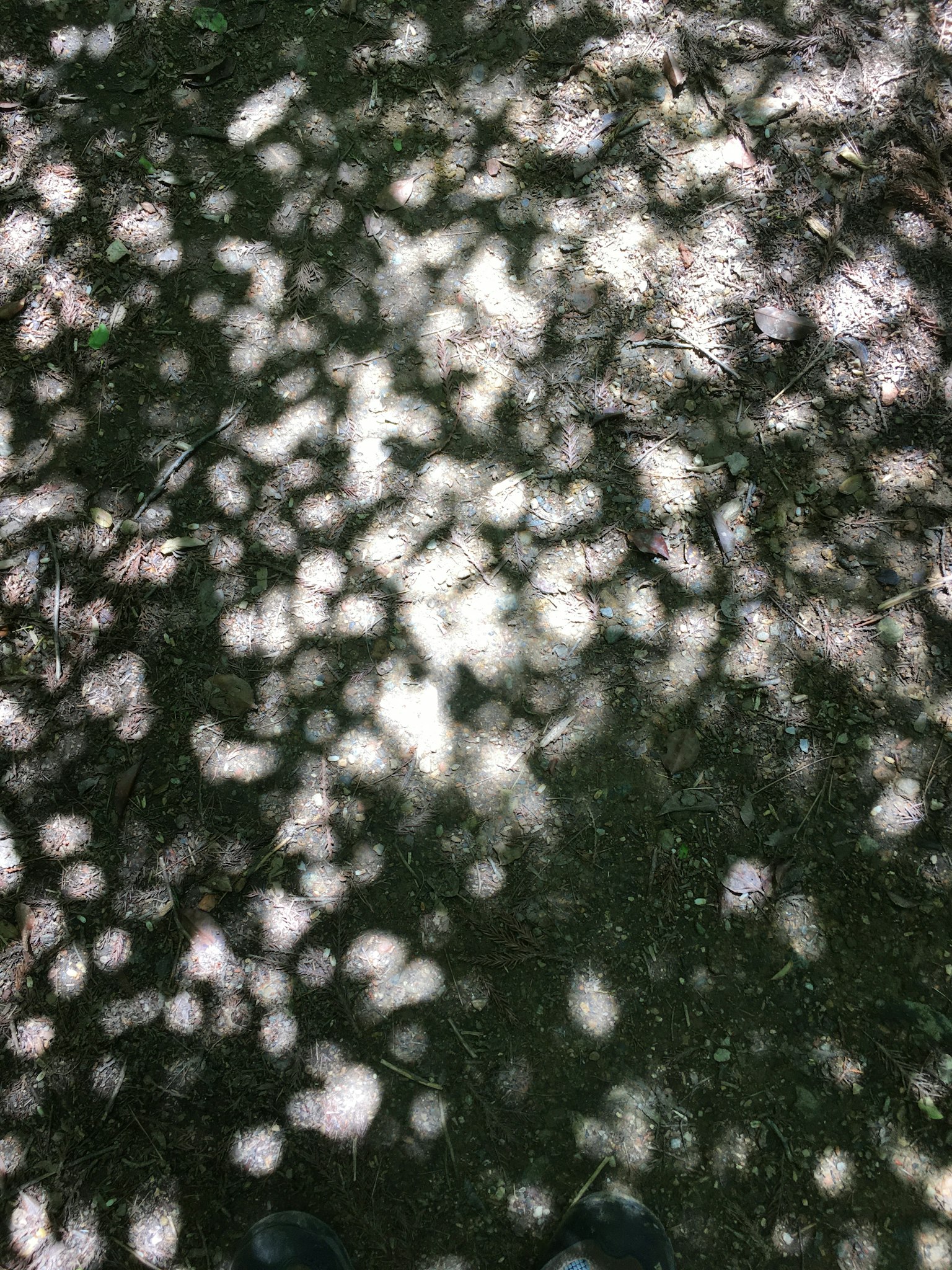 Macchie di luce sparse e schemi d'ombra sul terreno