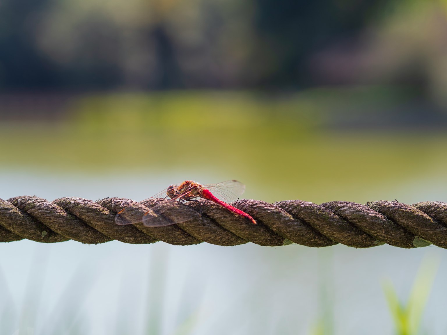 Close-up of a small shrimp on a rope with a blurred water background
