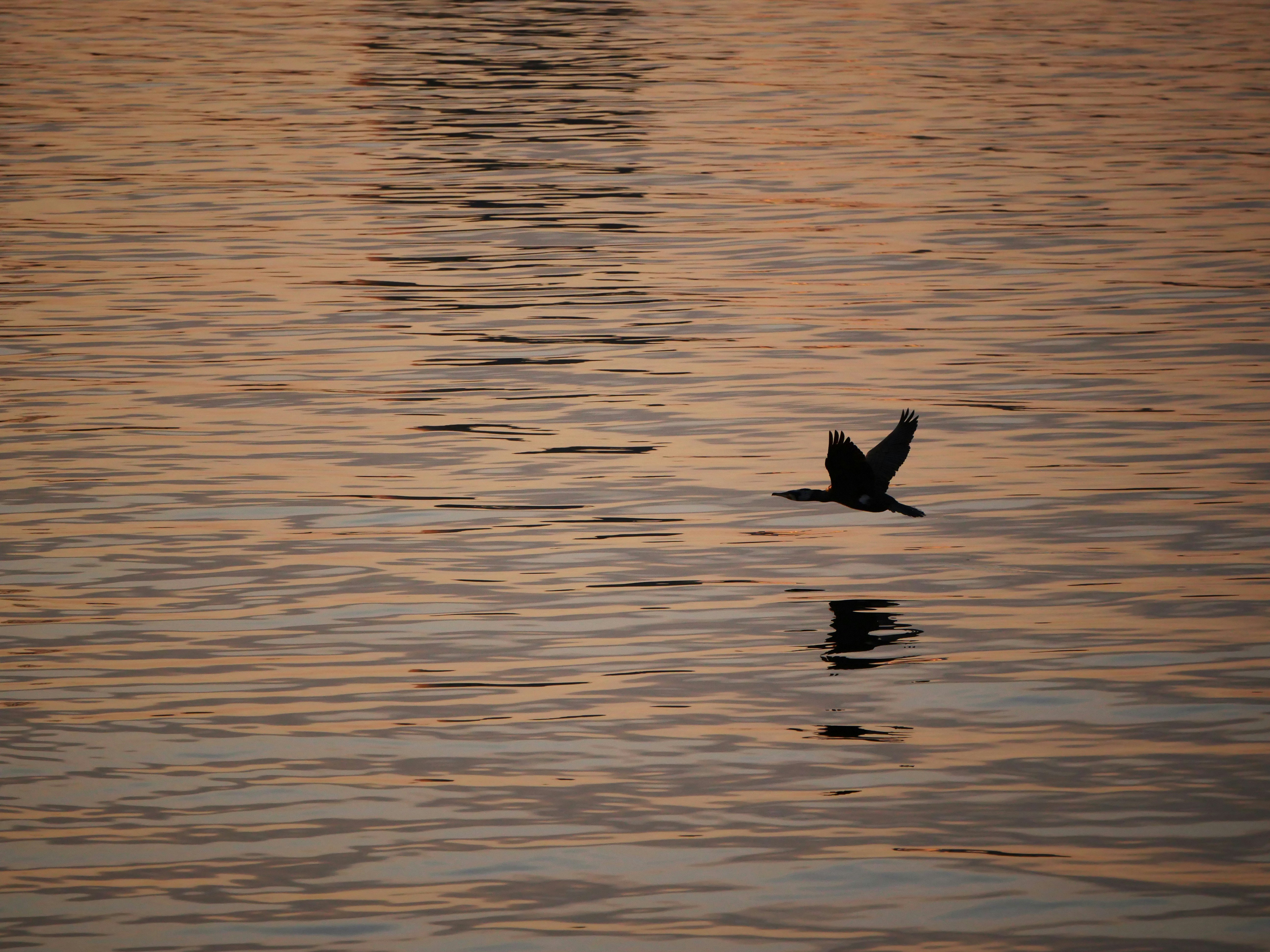 夕暮れの湖面を飛ぶ鳥