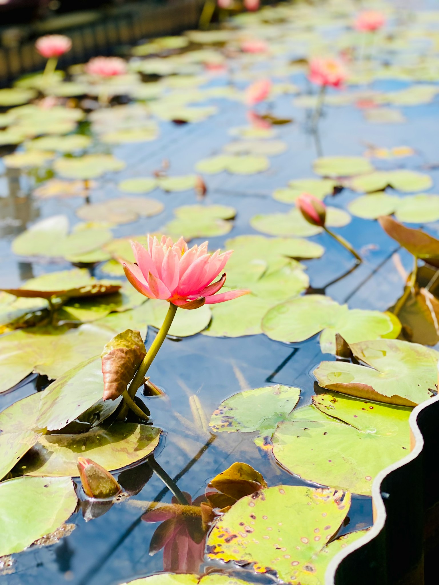 Flores de loto que florecen en una superficie de agua serena rodeada de hojas verdes