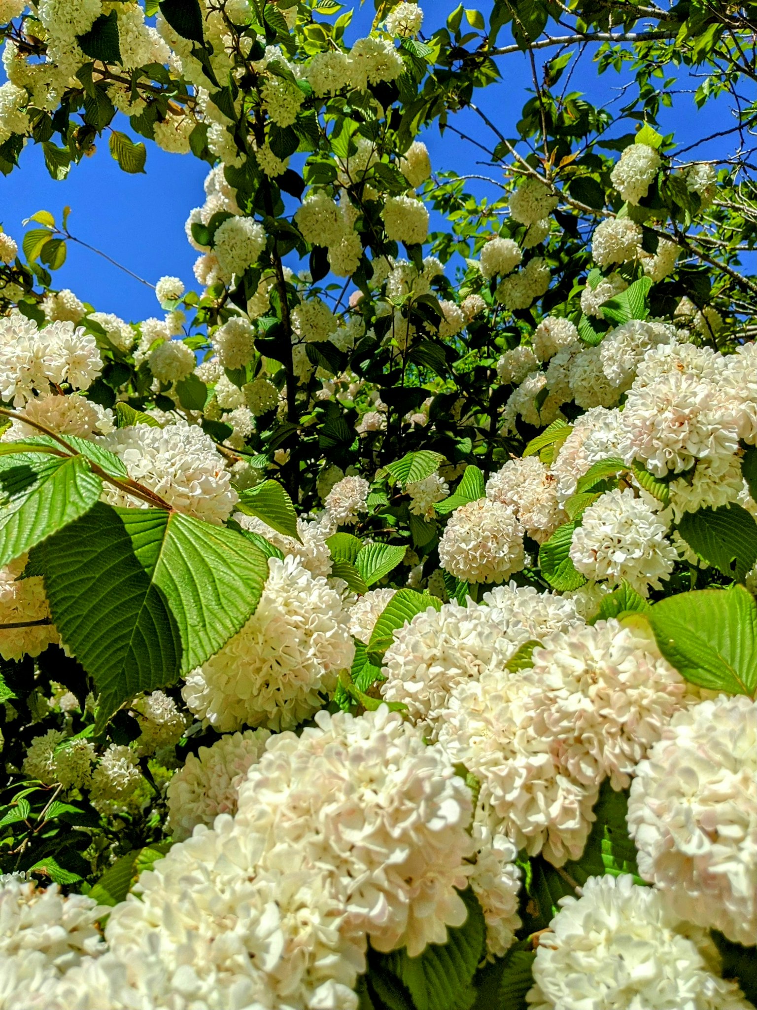 Primo piano di fiori bianchi e foglie verdi sotto il cielo blu