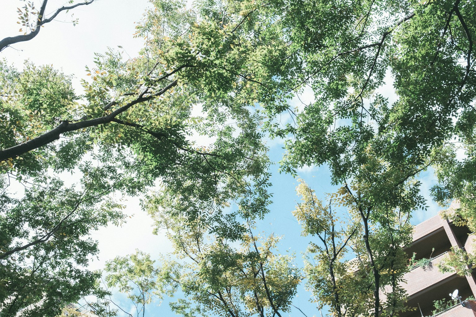Une vue d'arbres verts contre un ciel bleu et un bâtiment