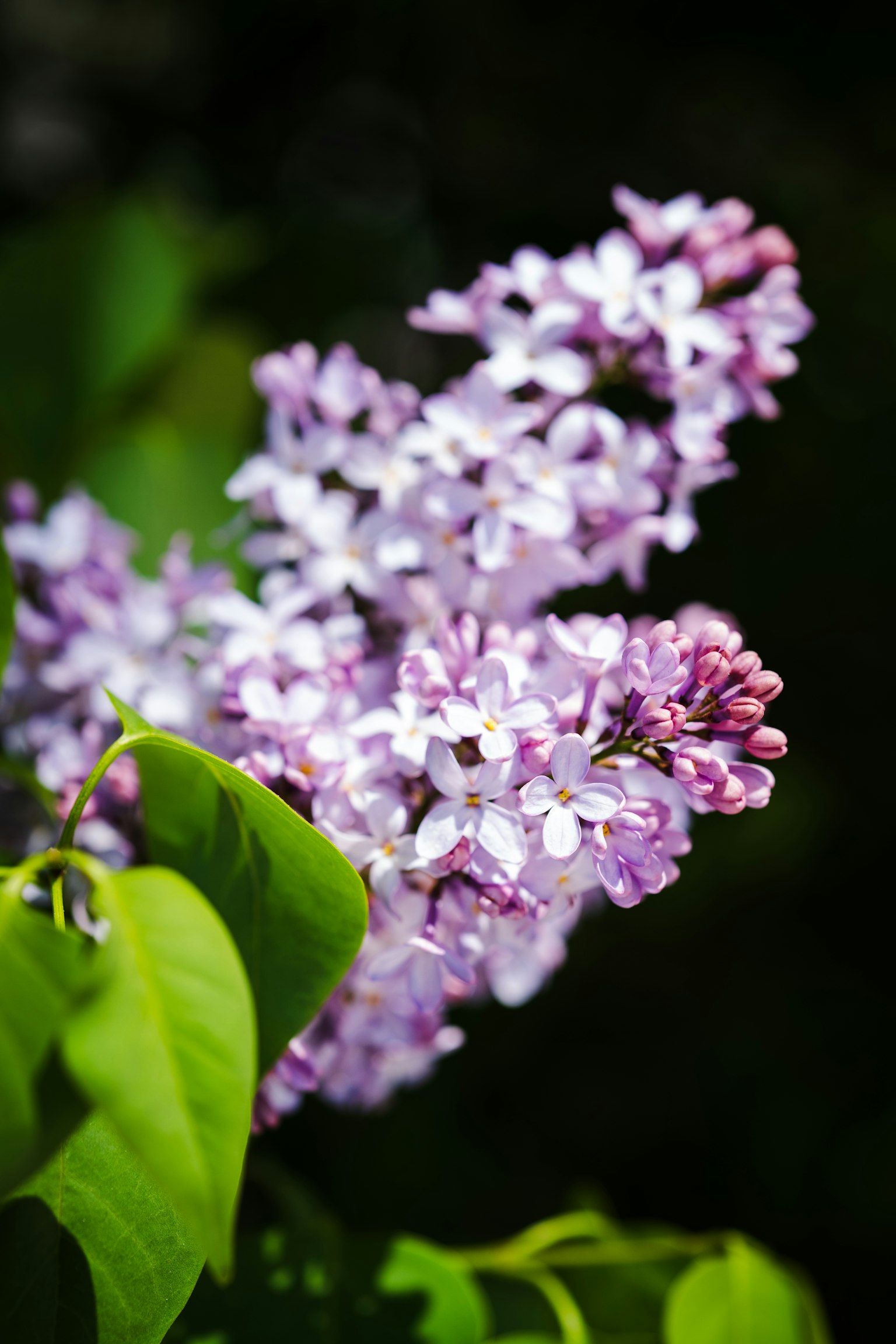 Gambar dengan bunga lilac ungu lembut dan daun hijau