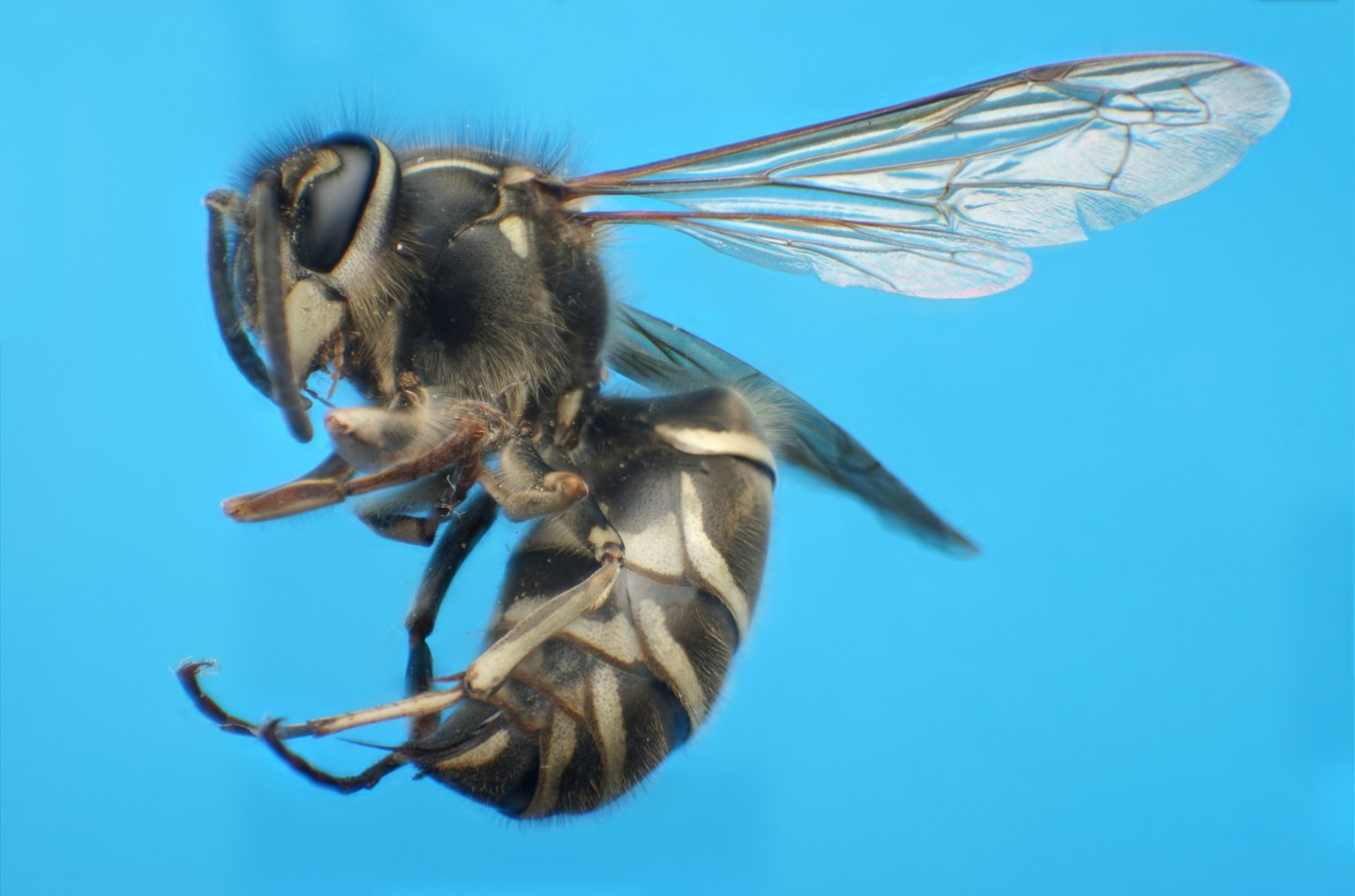 Image en gros plan d'un insecte sur fond bleu