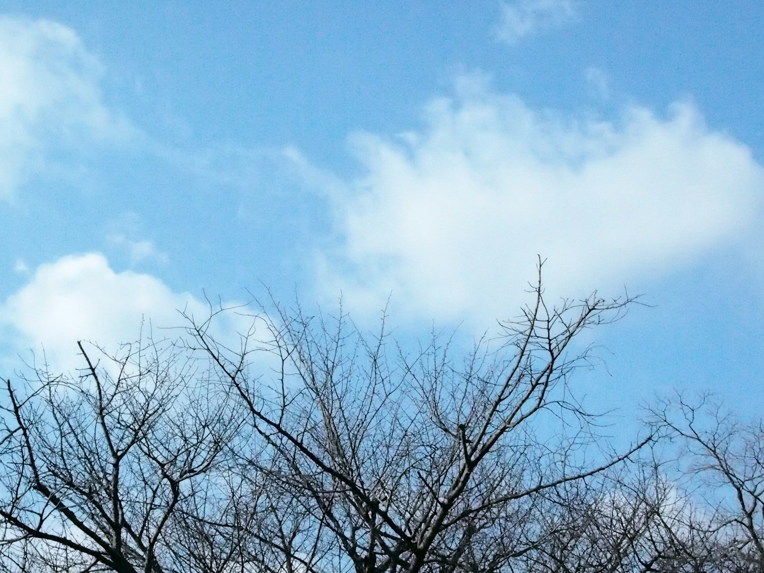 Siluet cabang telanjang di latar belakang langit biru dengan awan