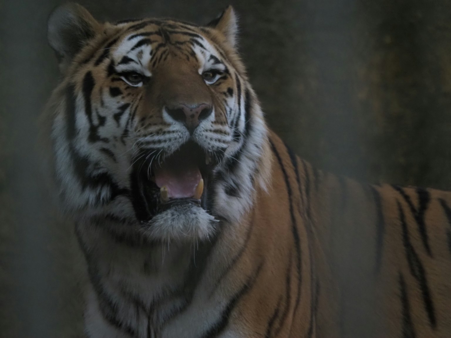 Primo piano del volto di una tigre con occhi acuti e strisce distintive