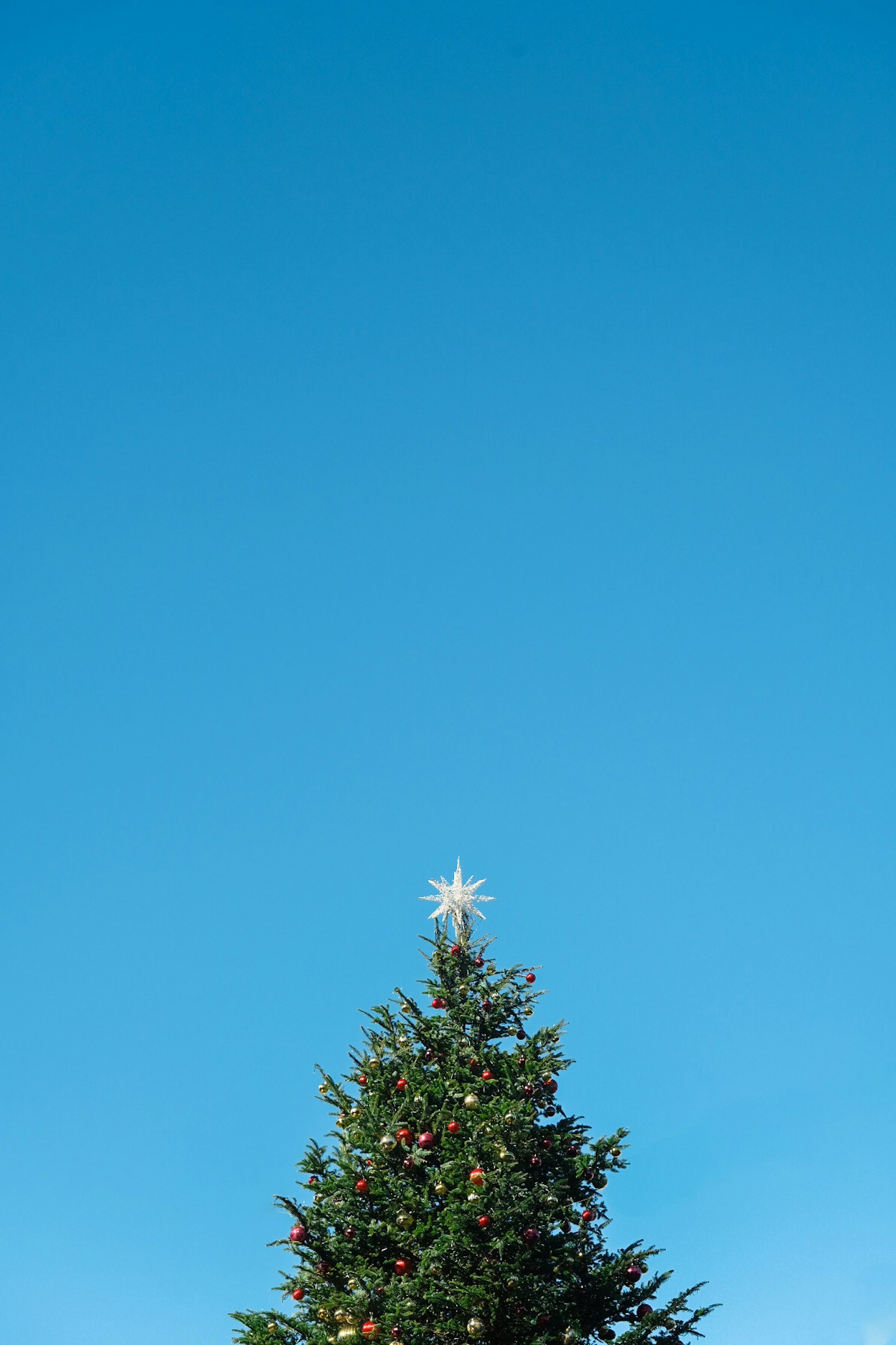Albero di Natale con una stella in cima sotto un cielo blu chiaro