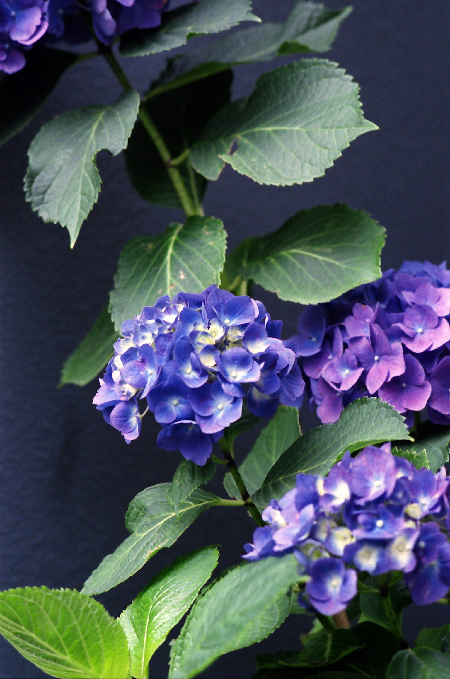 Fiori di ortensia viola con foglie verdi lussureggianti creano un bel contrasto