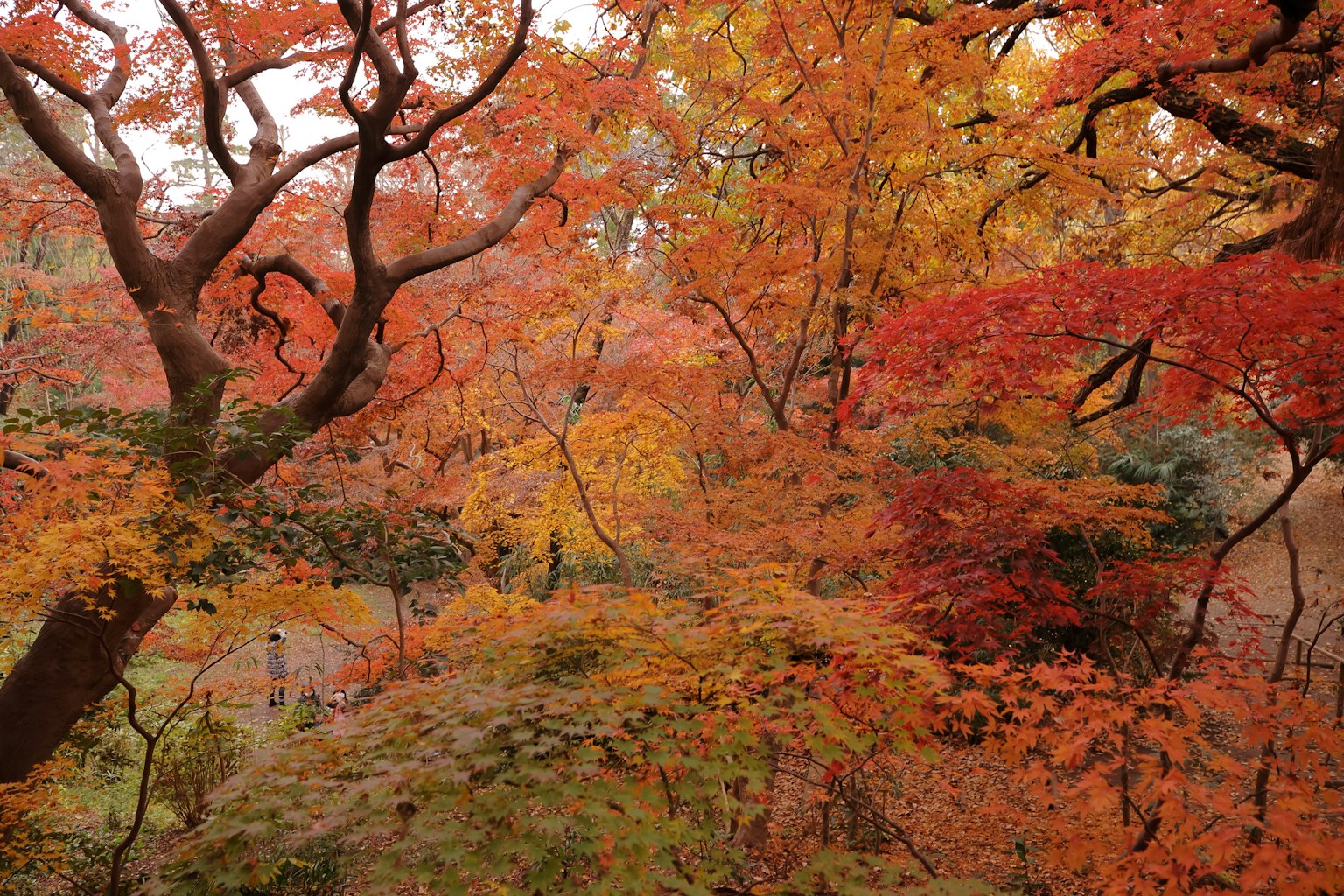 아름다운 가을 단풍 풍경 나무를 덮고 있는 화려한 잎들