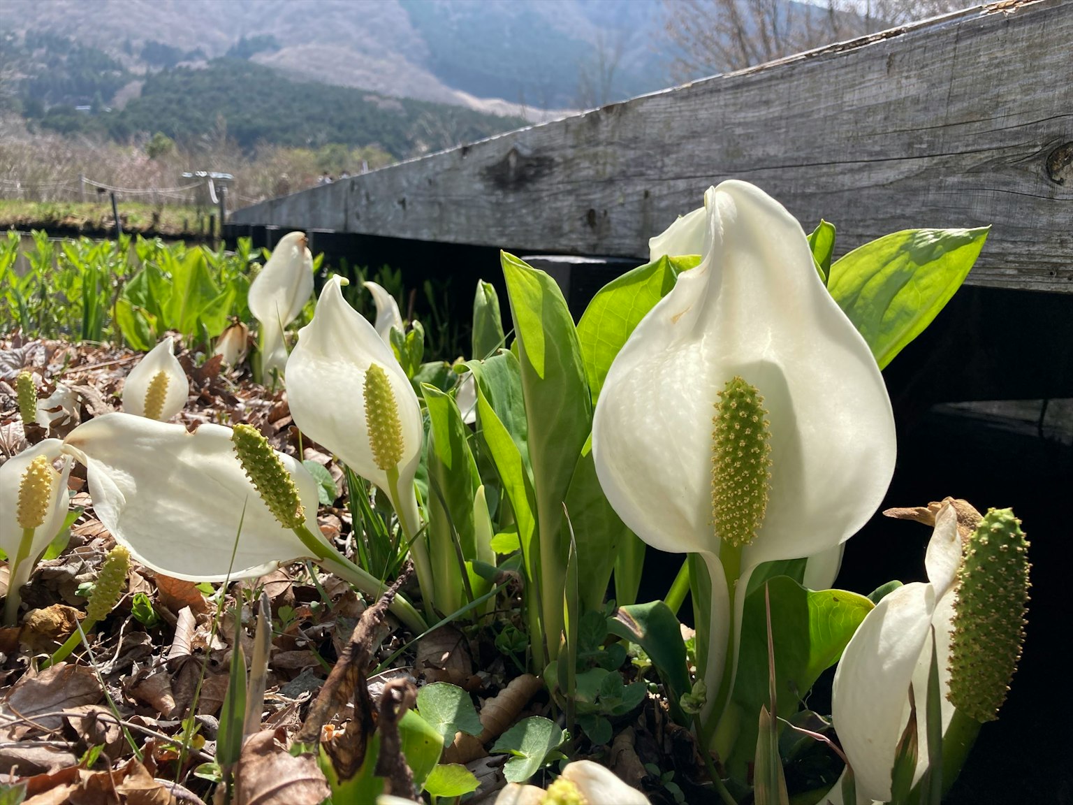 Un champ de fleurs blanches avec des feuilles vertes dans un cadre naturel