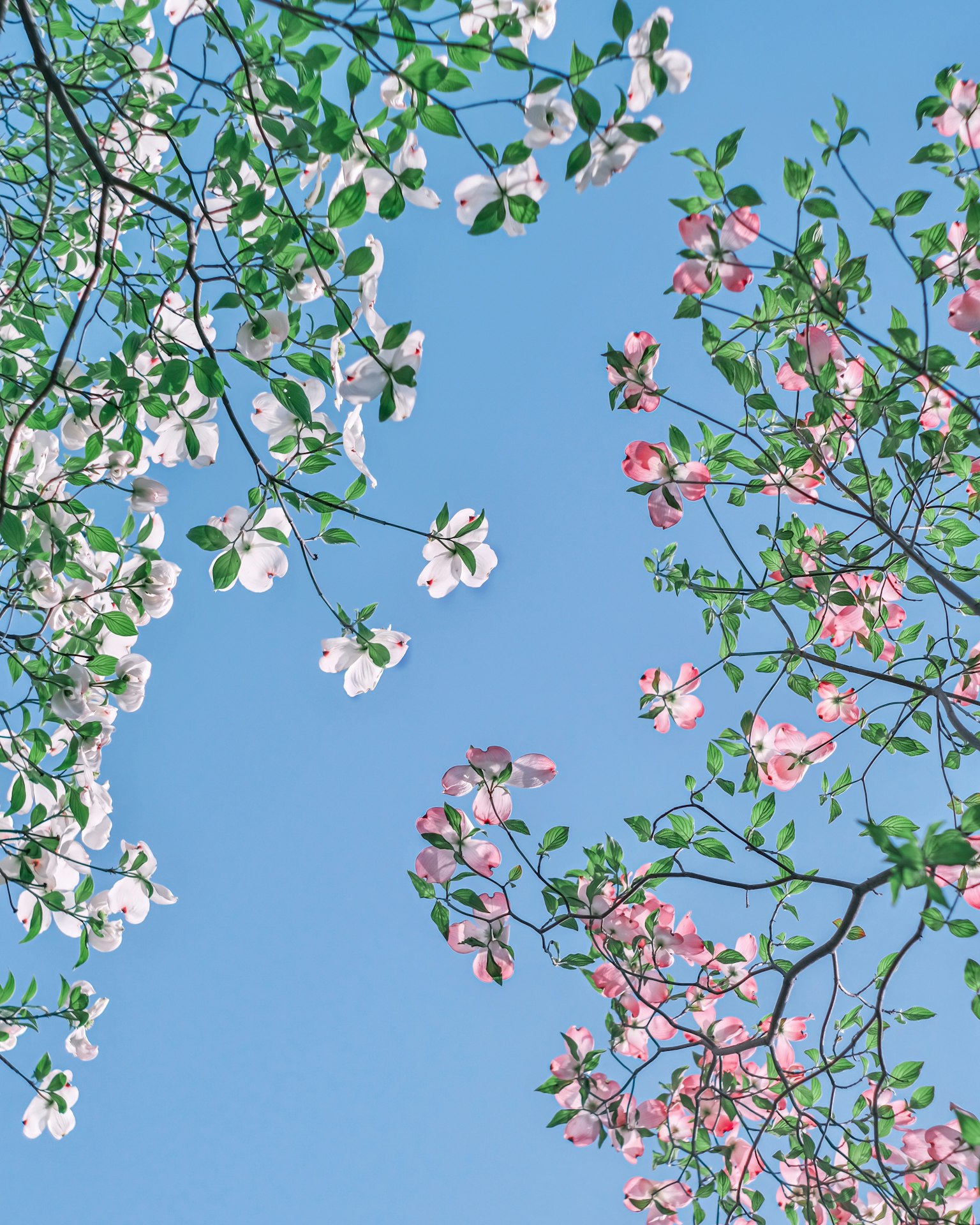 Rami di fiori bianchi e rosa sotto un cielo blu