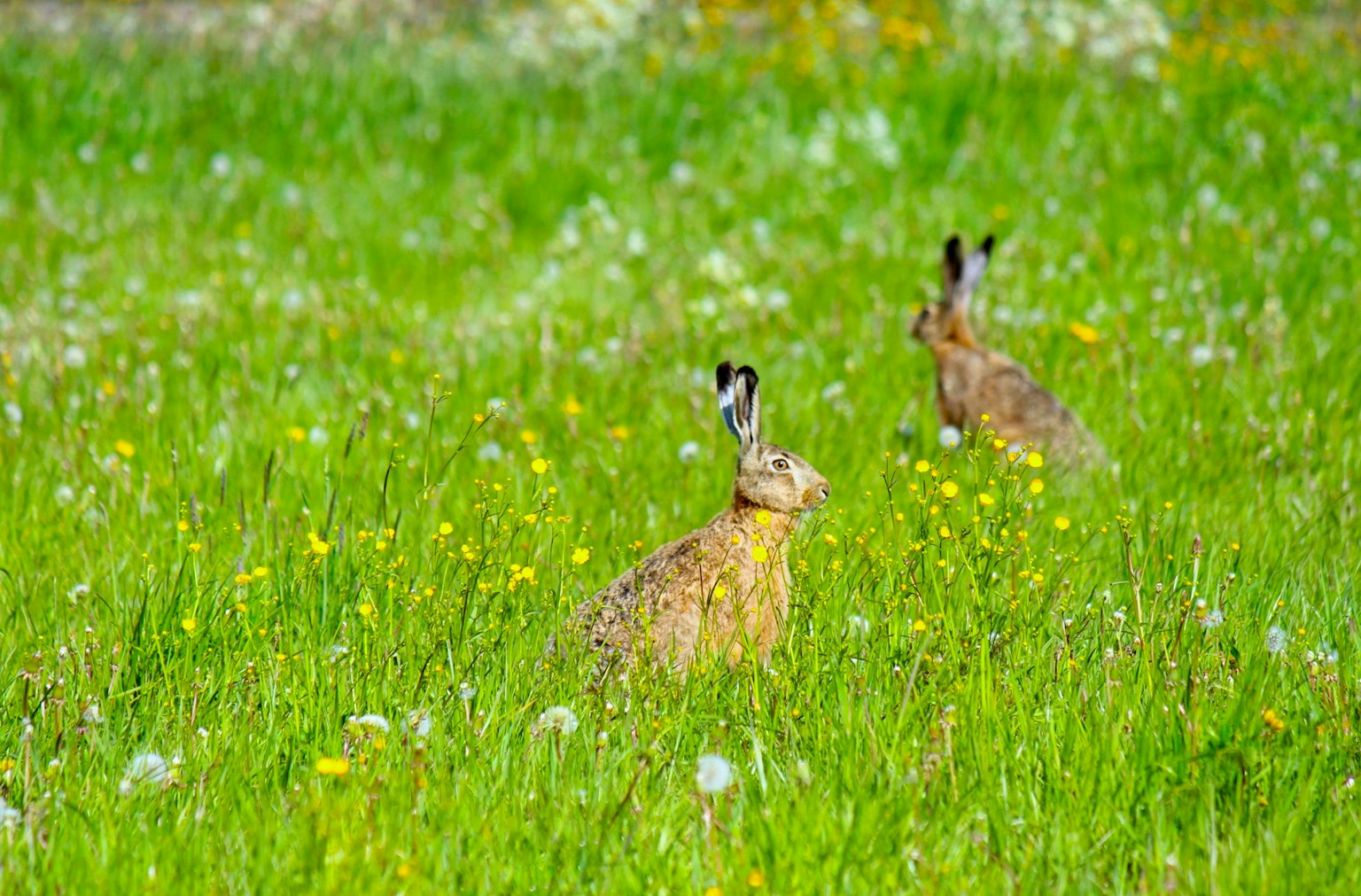 Deux lapins dans une prairie verte entourée de fleurs sauvages