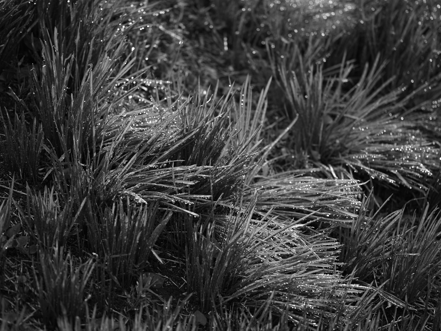 Texturas detalladas de un campo de hierba en blanco y negro con gotas en las hojas