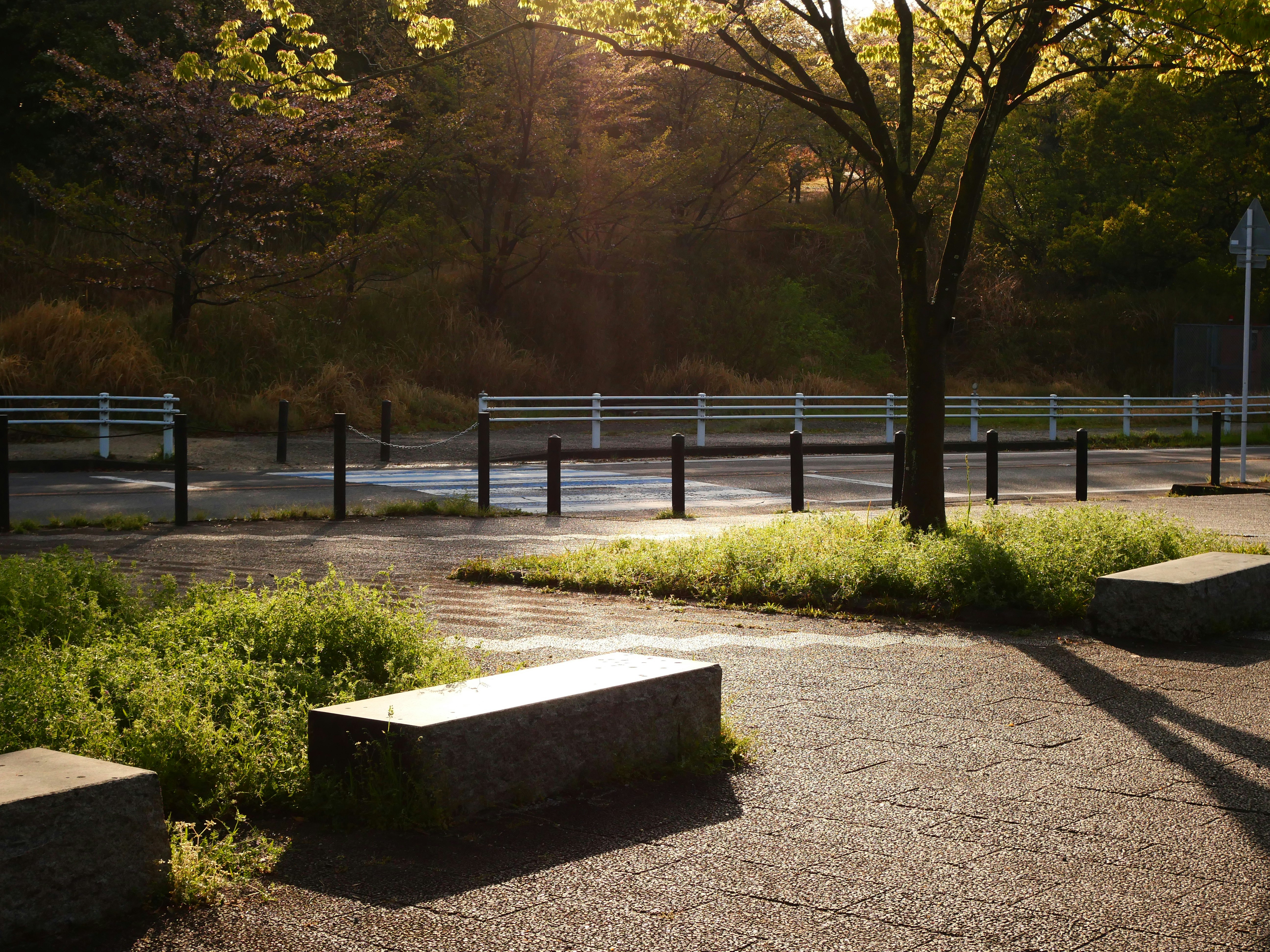 木々のある公園の小道とベンチ