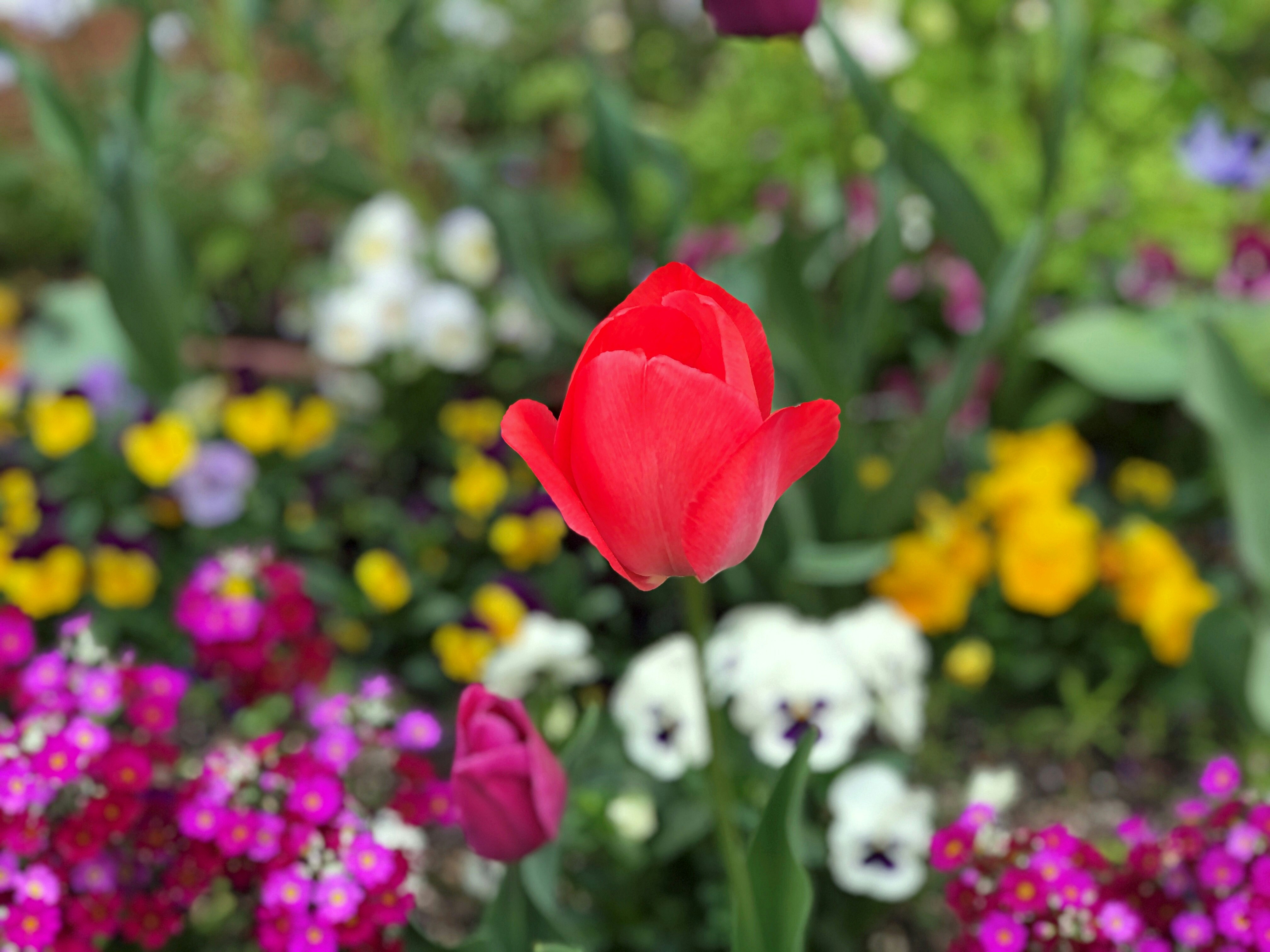Một bông tulip đỏ đang nở giữa những bông hoa nhiều màu trong vườn