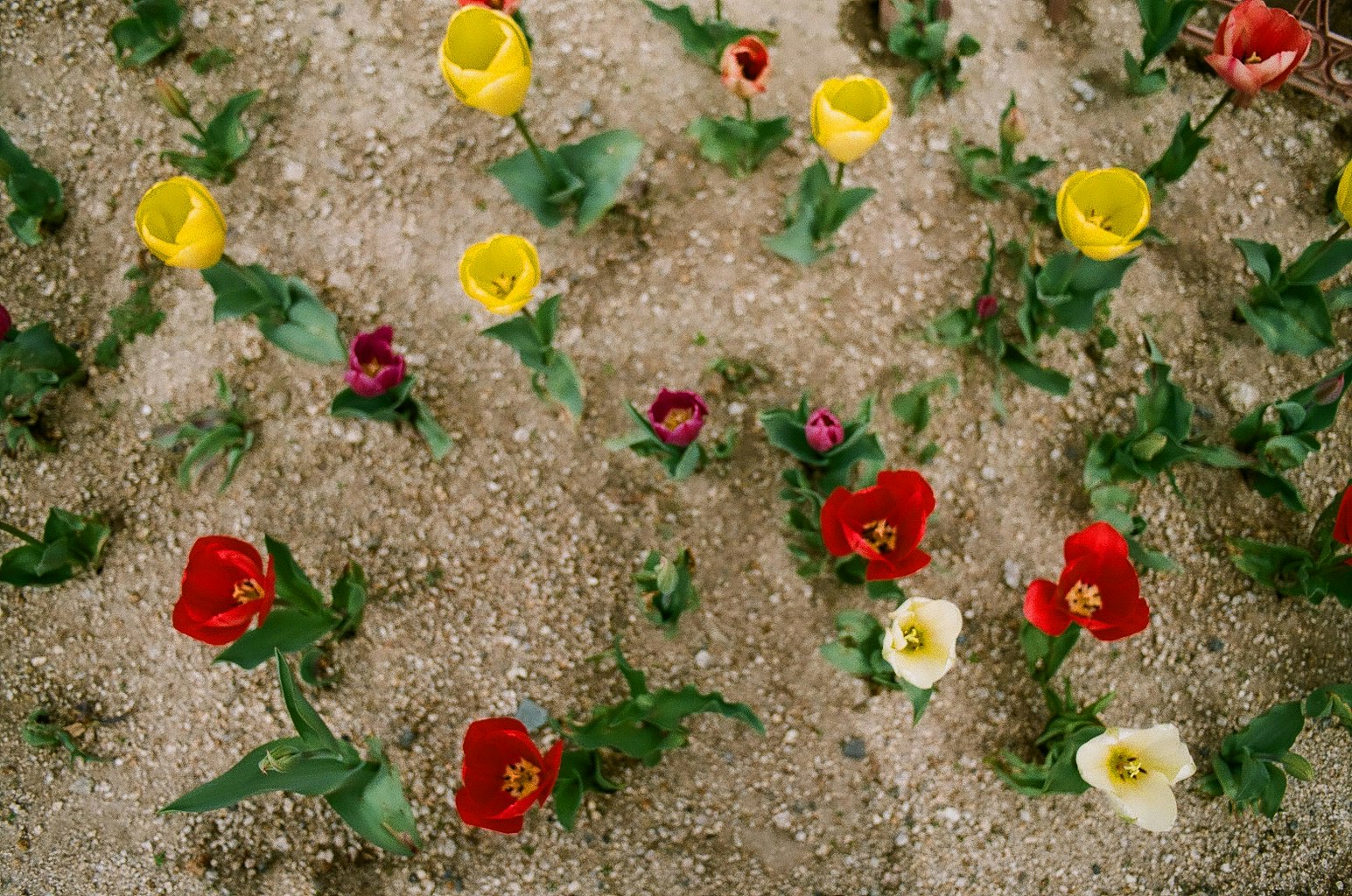 砂利の上に咲く色とりどりの花