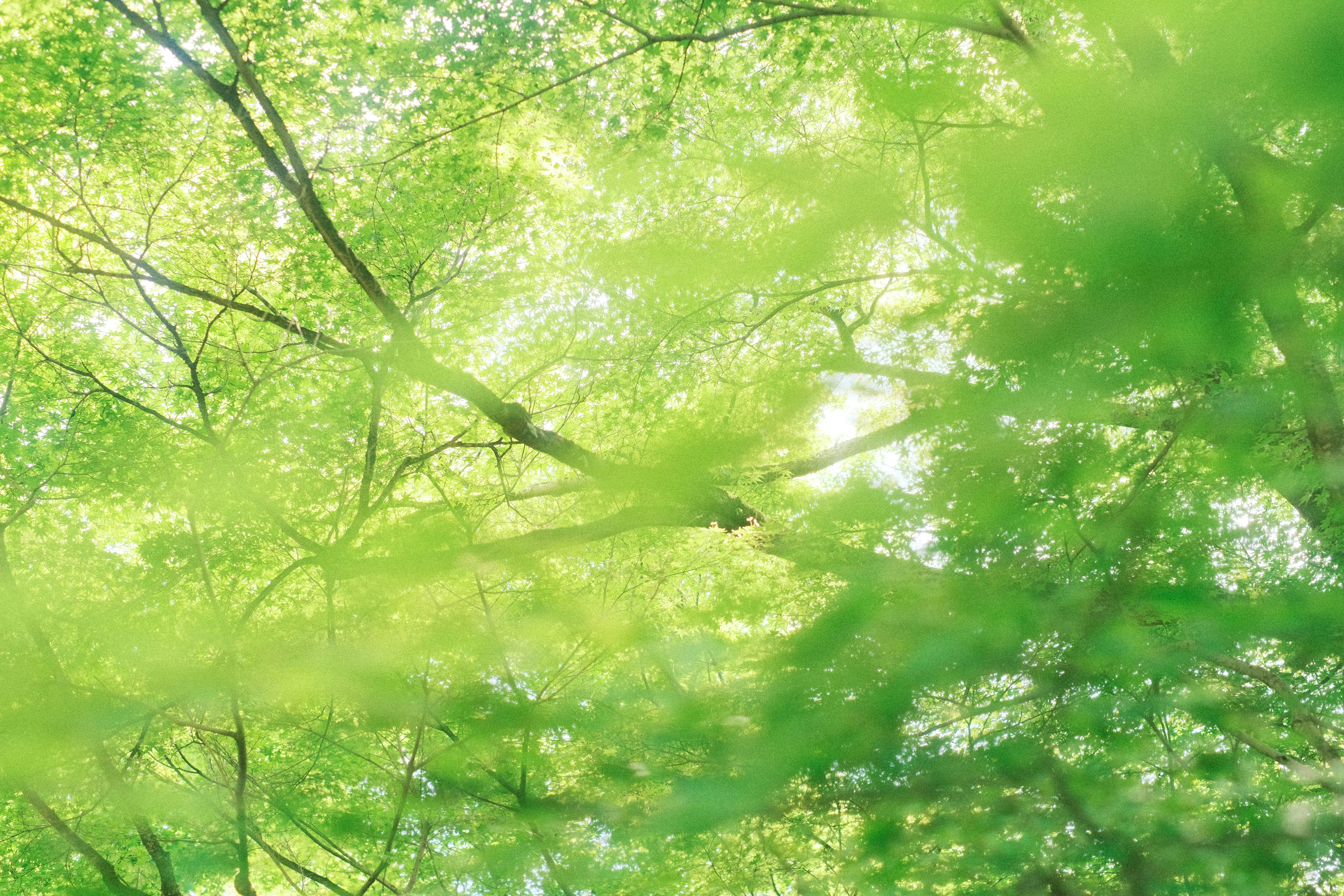 新緑の木々の間から差し込む柔らかな光のある森の風景
