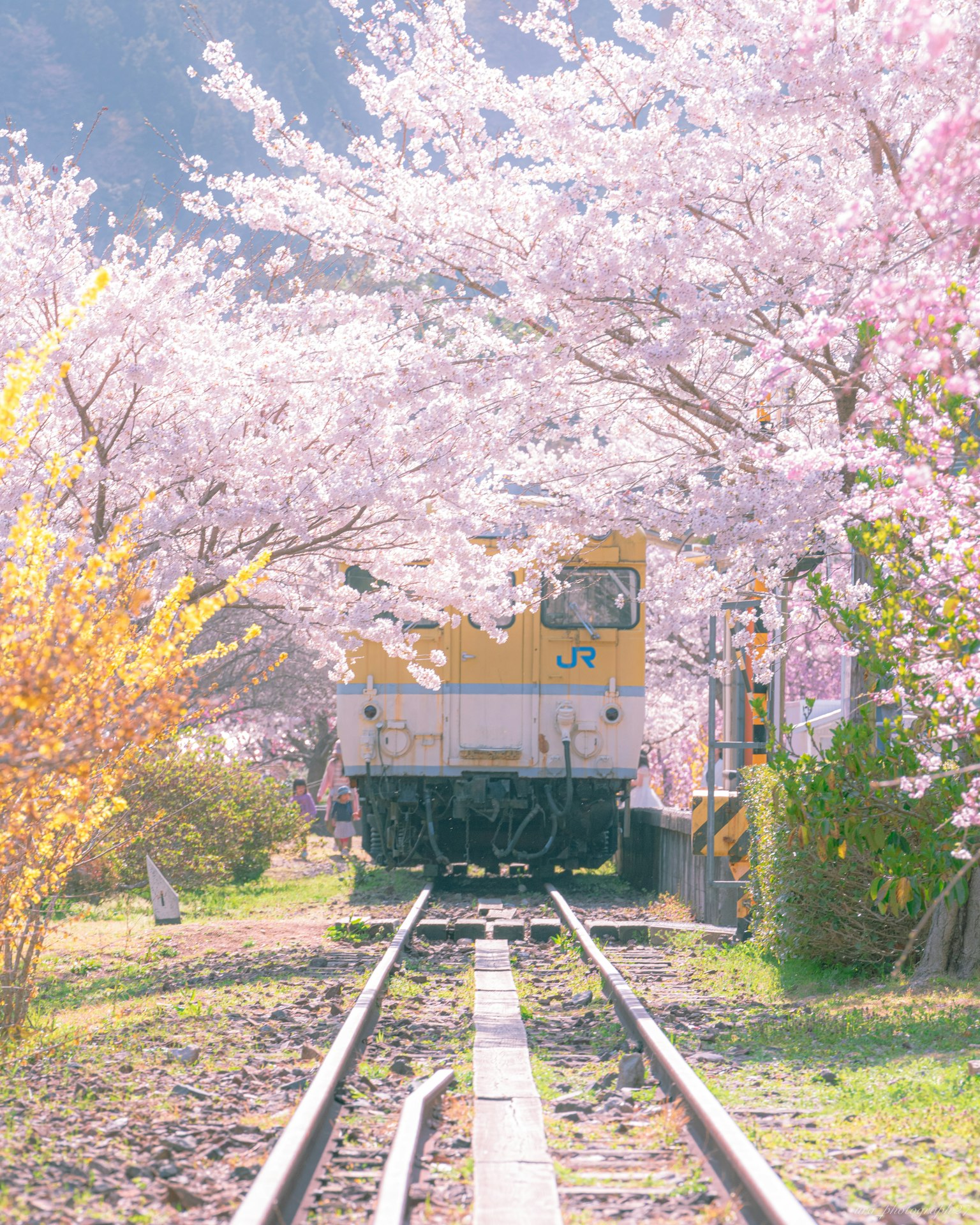 รถไฟที่ถูกล้อมรอบด้วยต้นซากุระตามรางรถไฟ