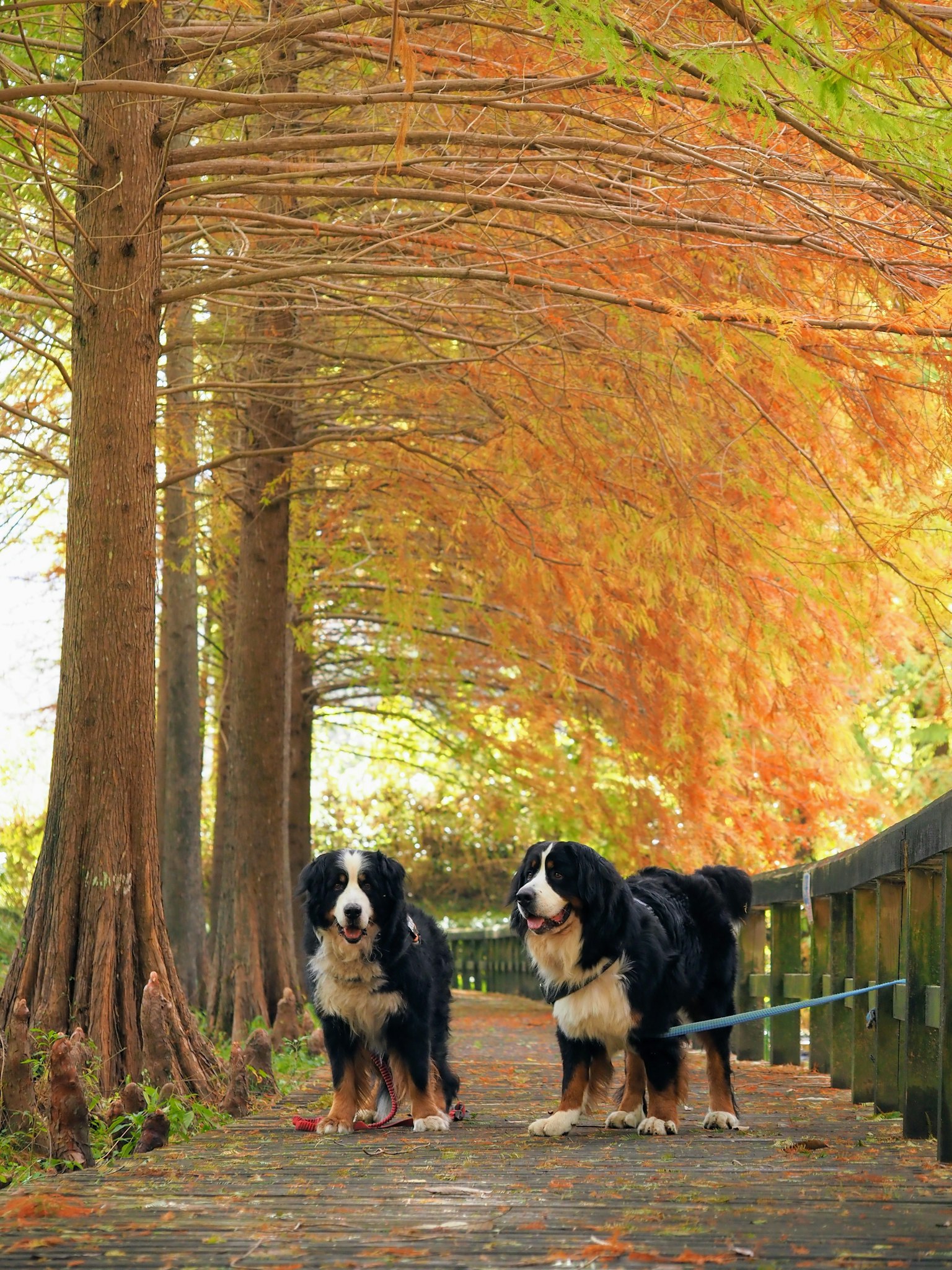 Dos perros de montaña berneses bajo árboles de otoño