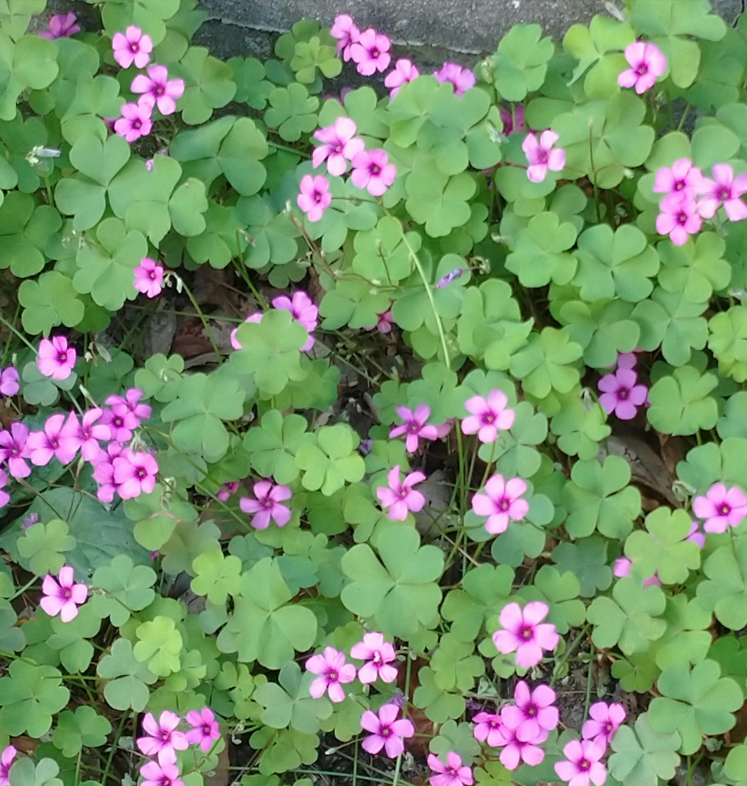 Un groupe vibrant de fleurs roses entourées de feuilles vertes