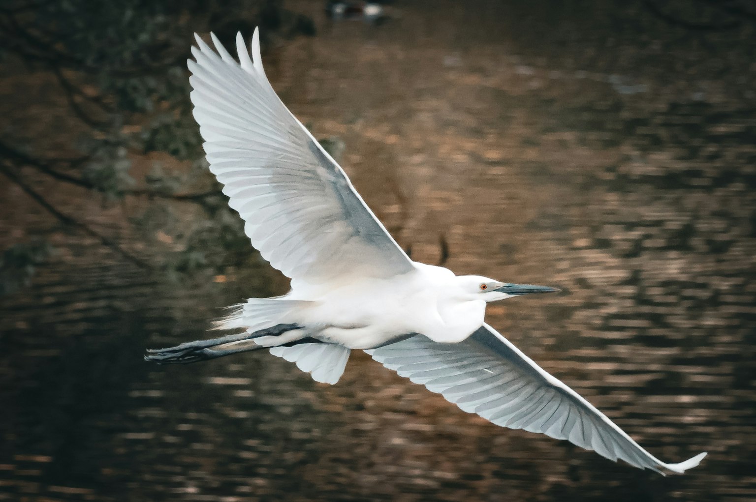 A white heron flying over the water surface