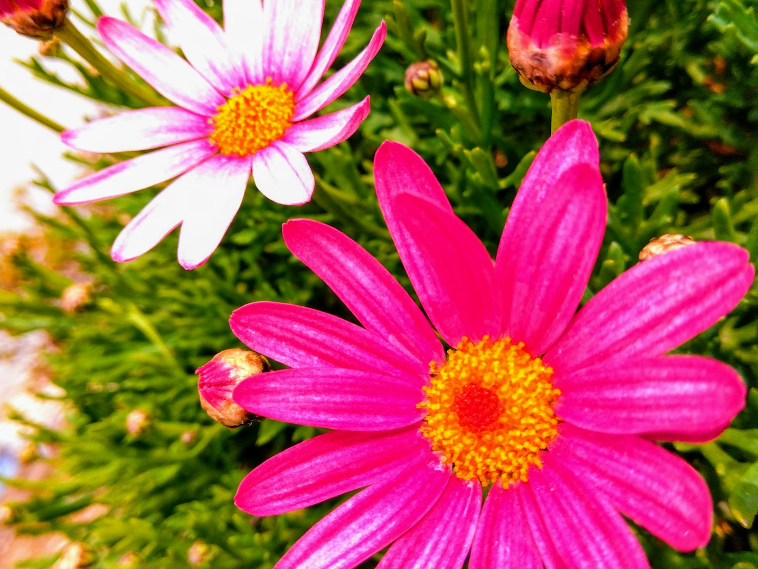 Fiori rosa e bianchi vivaci che sbocciano su fogliame verde