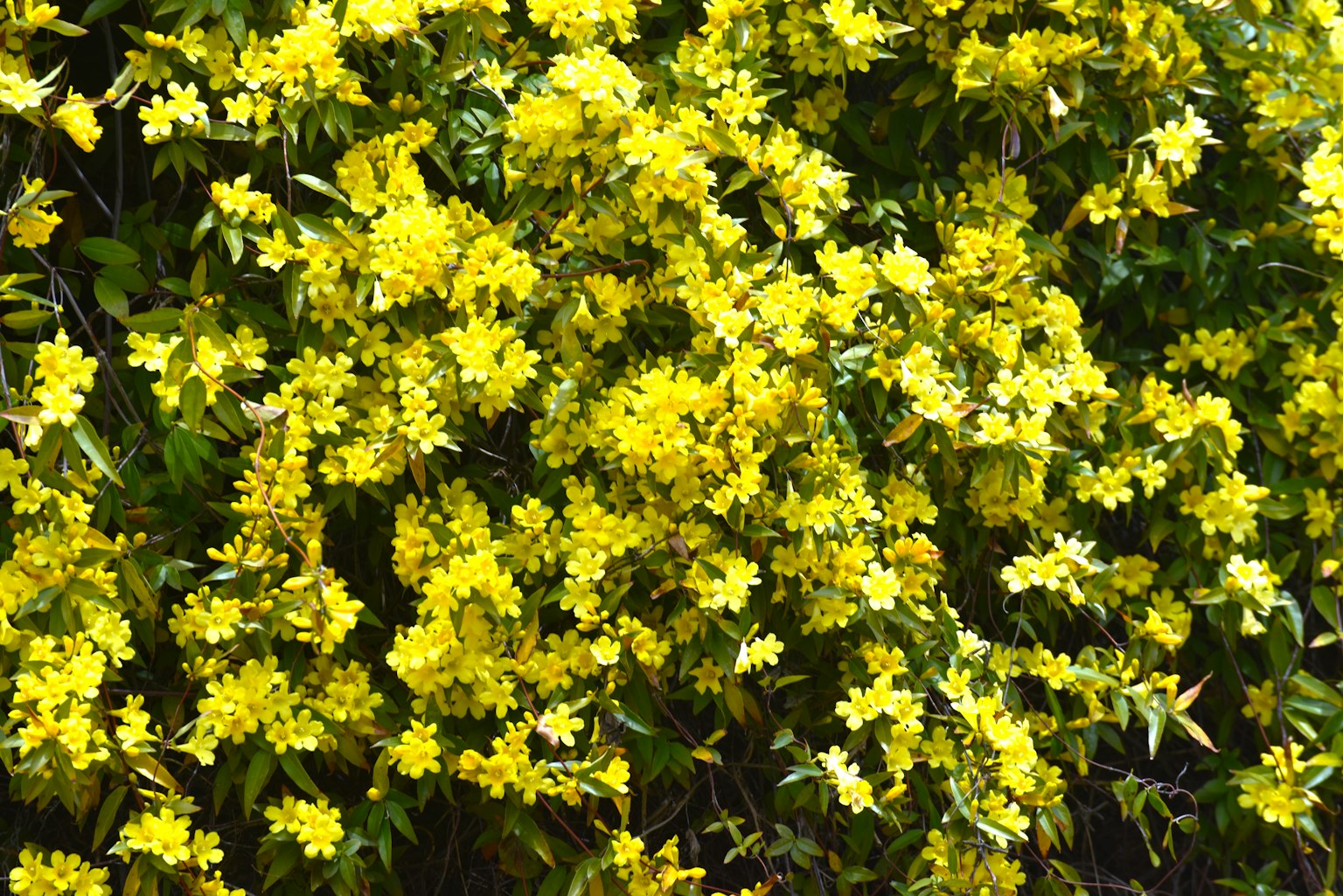 Primer plano de flores amarillas vibrantes en una planta