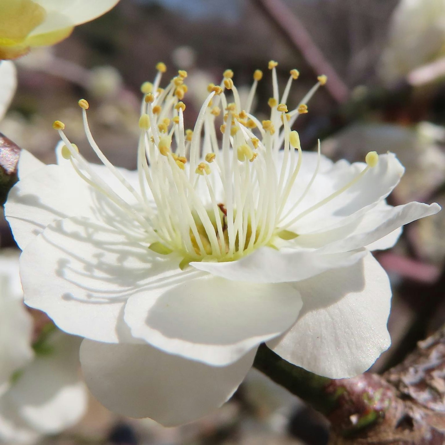 Primo piano di un fiore bianco con petali allungati e stami gialli