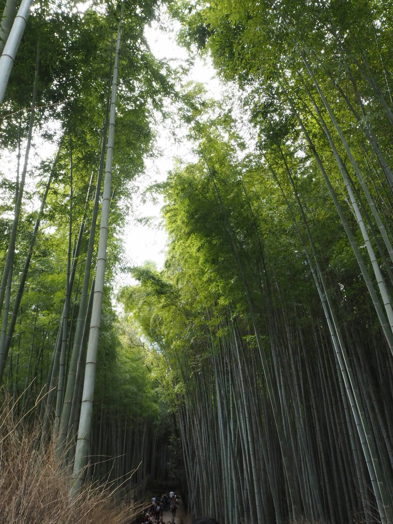 A lush bamboo forest with tall green stalks and spreading leaves overhead