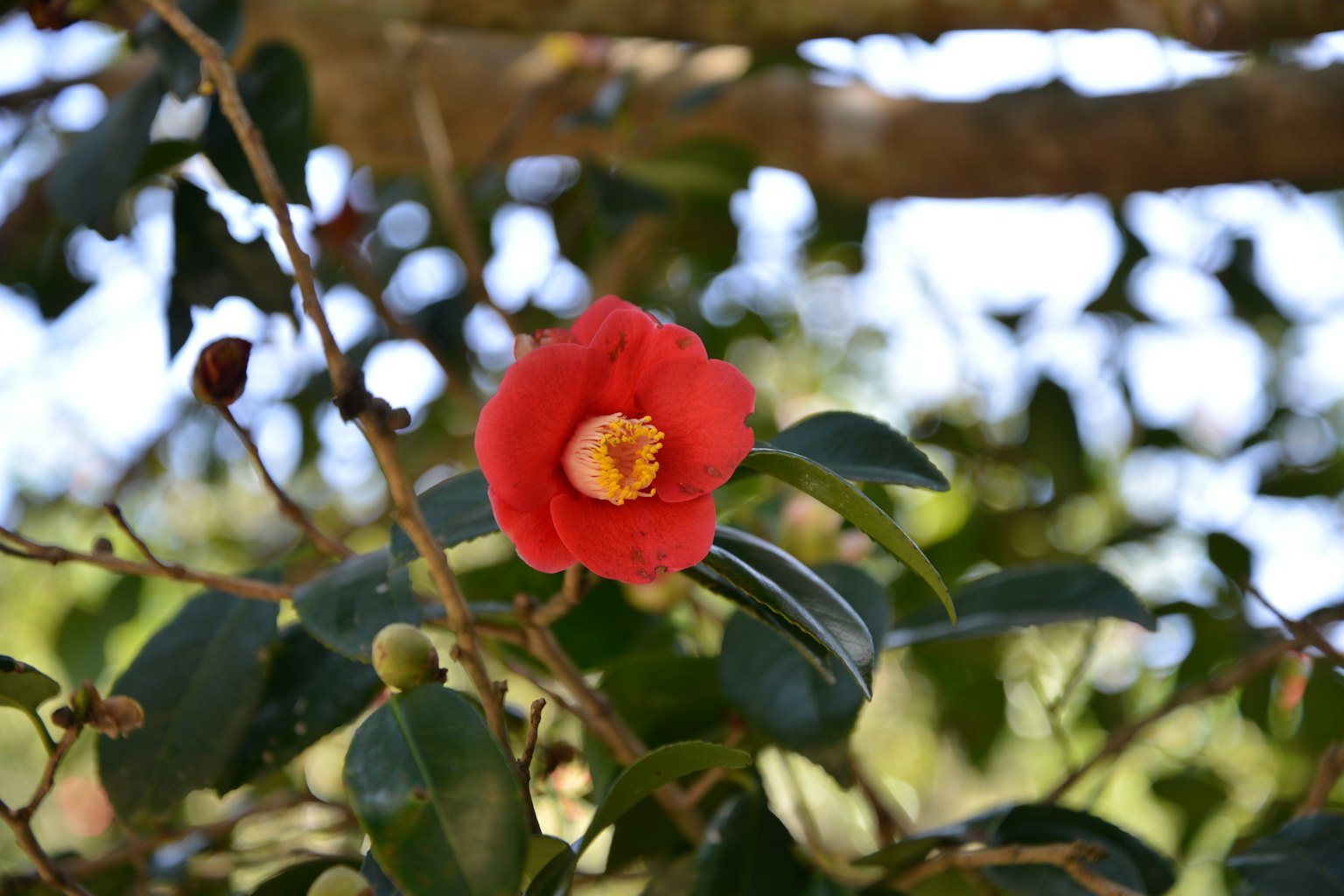 Fiore rosso circondato da foglie verdi