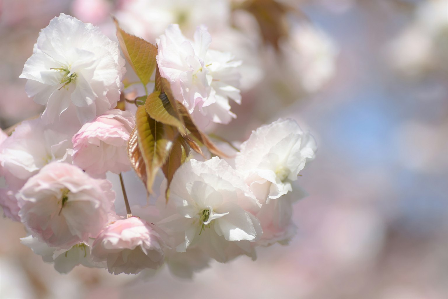 樱花特写，柔和的粉色和白色花瓣以及绿色叶子