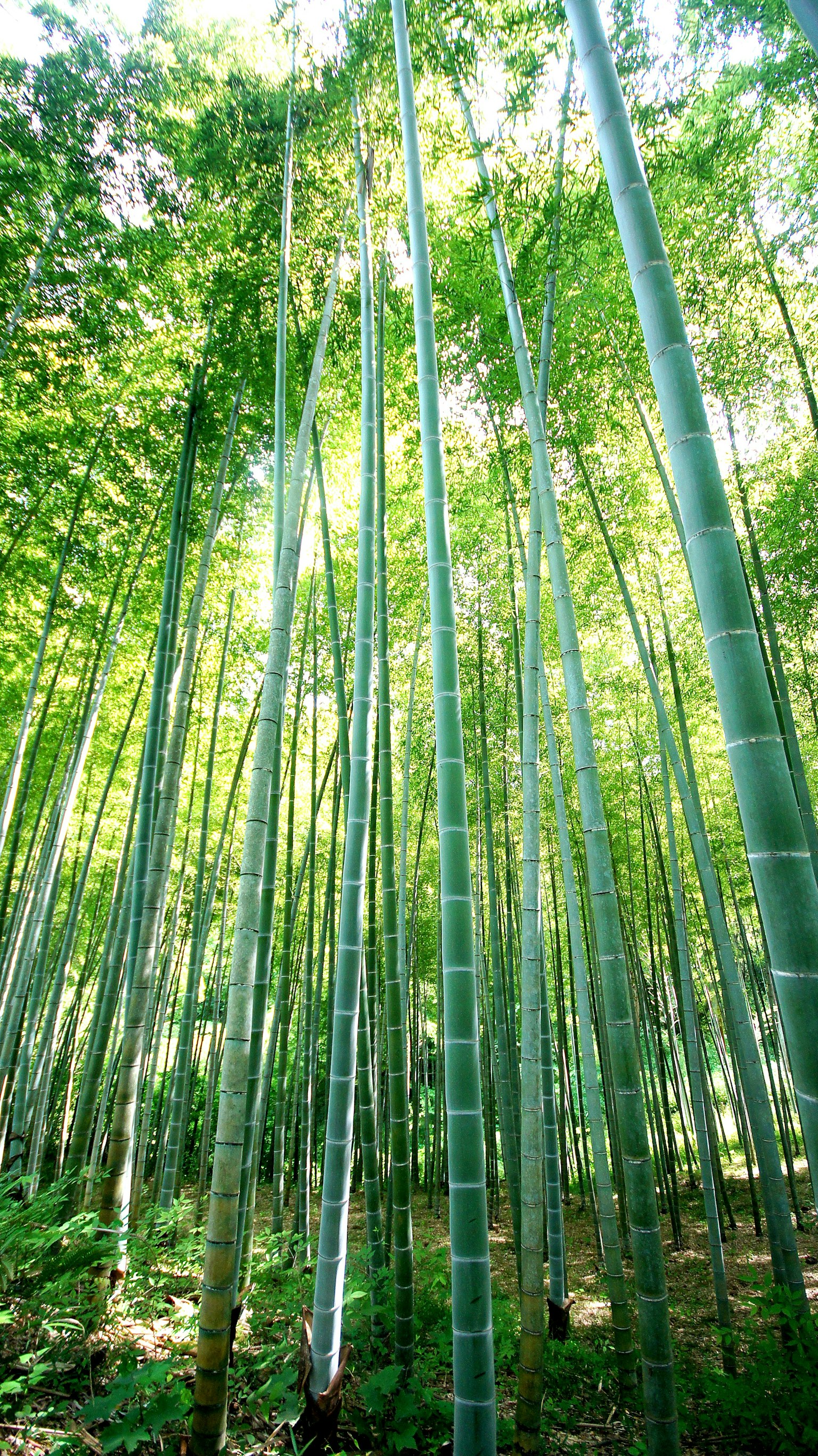 Una lussureggiante foresta di bambù con alti steli verdi e foglie vibranti