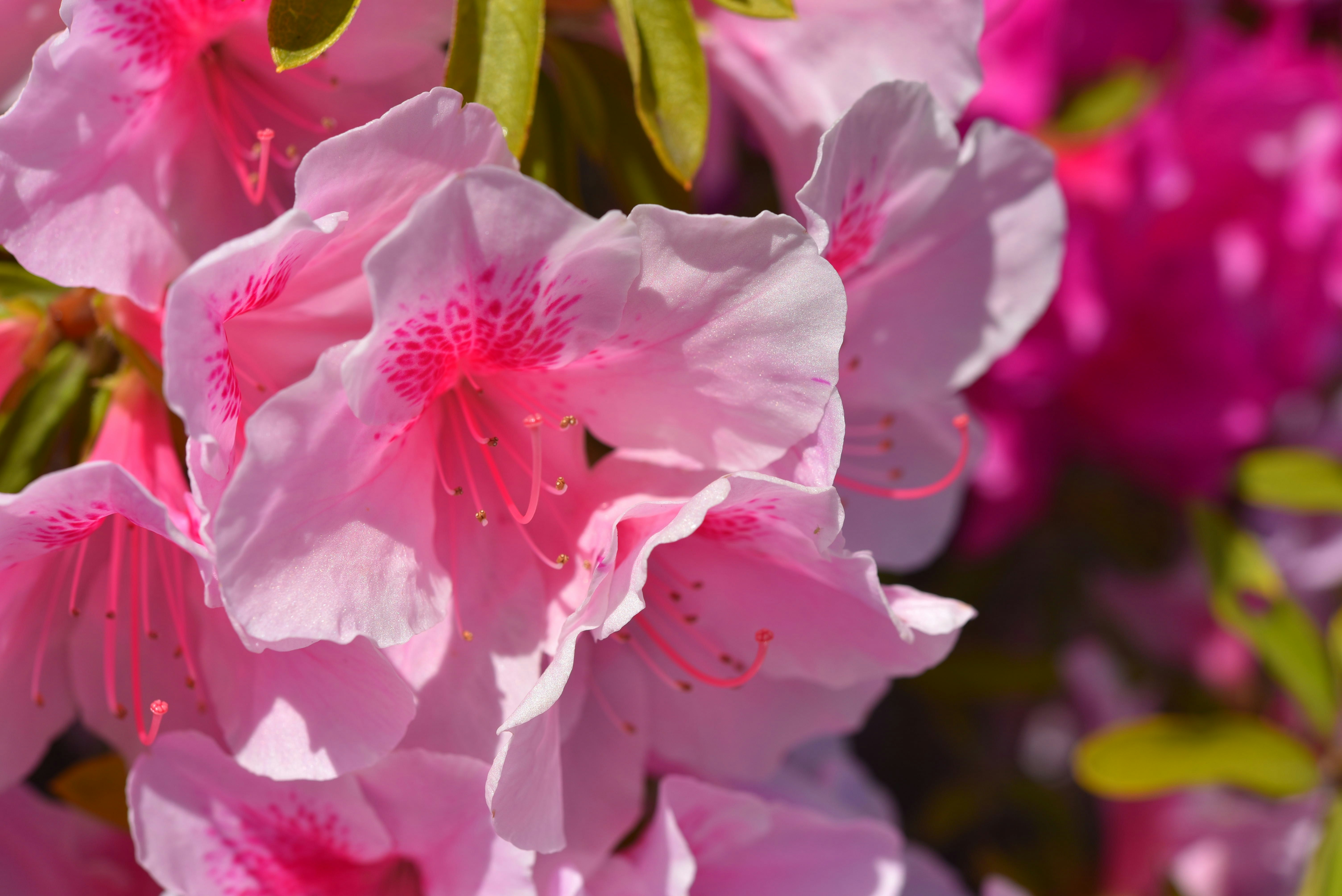 ピンクの花びらが重なるシャクナゲのクローズアップ