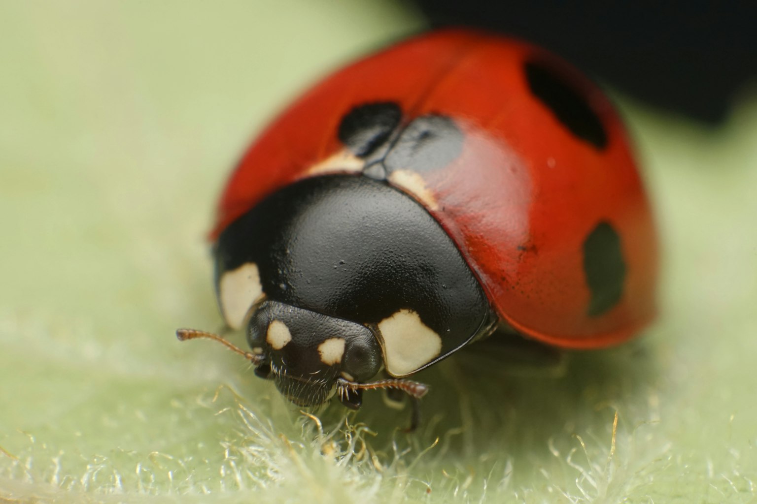A ladybug with red color and black spots on a green leaf