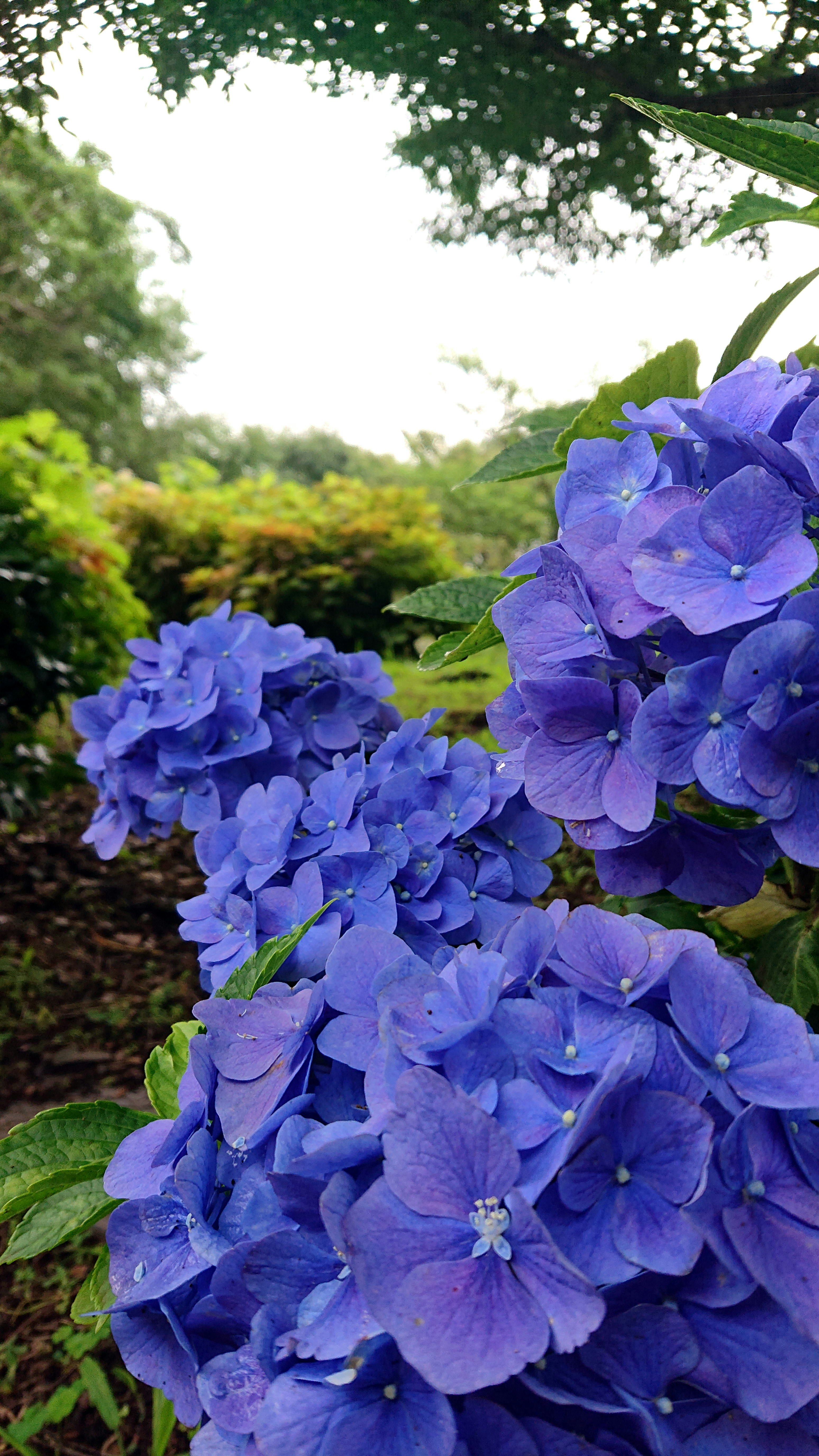 Bunga hydrangea biru dengan latar taman yang hijau