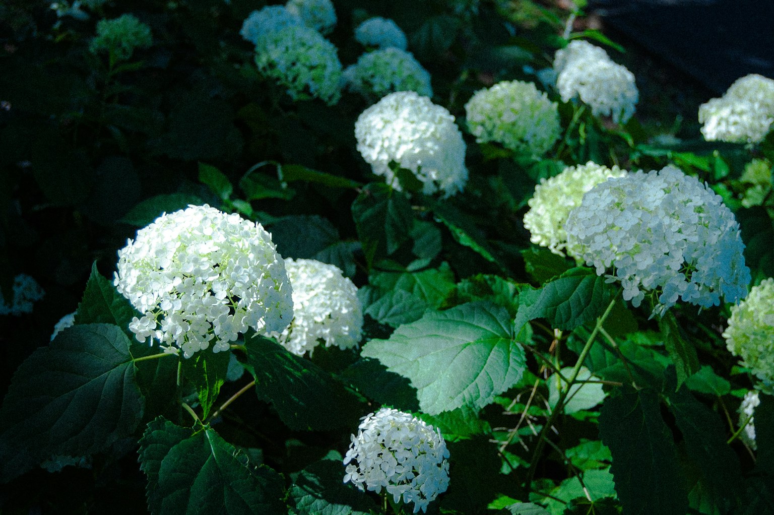 Grupo de flores de hortensia blancas rodeadas de hojas verdes