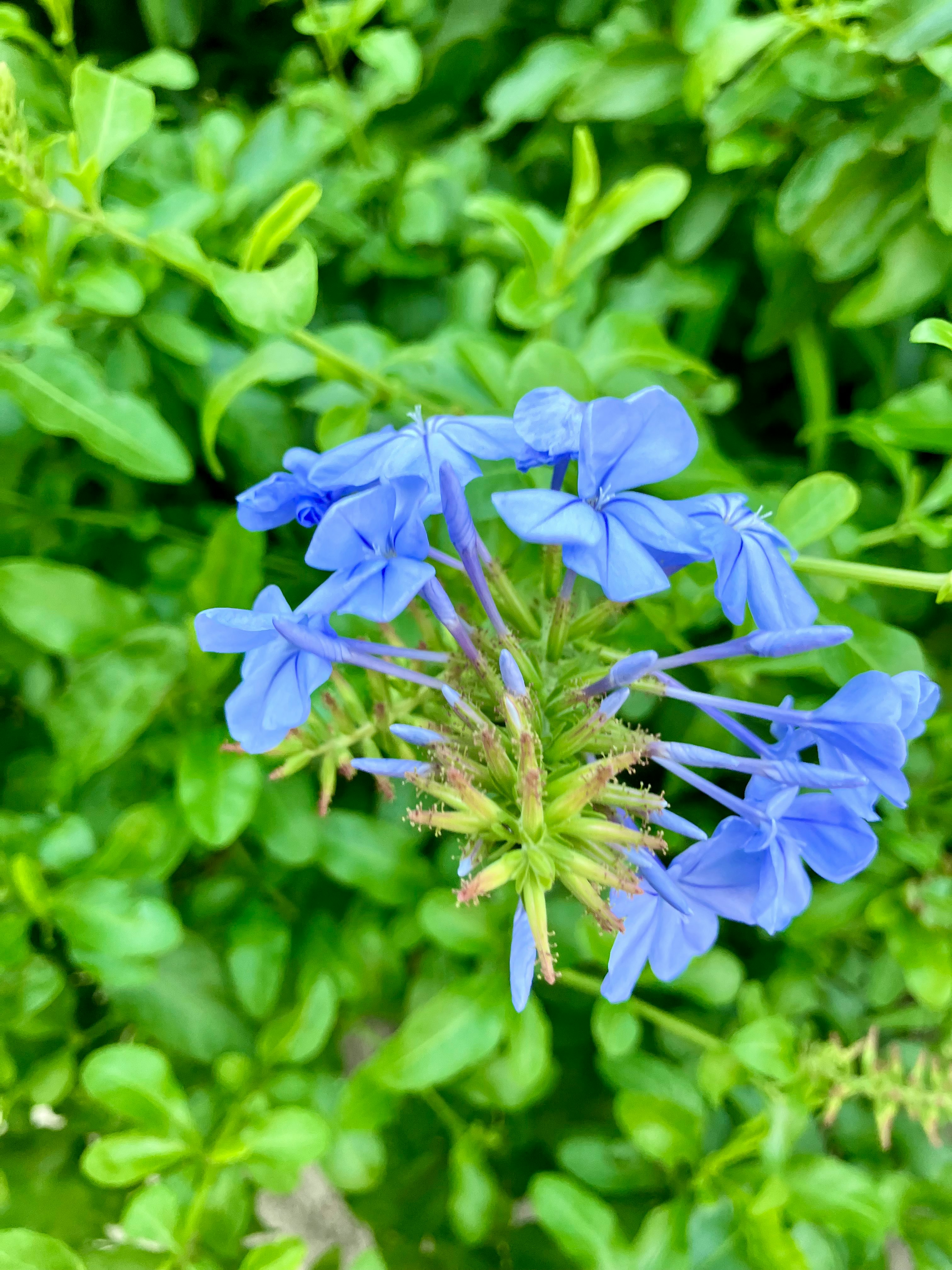 青い花のクローズアップと緑の葉の背景