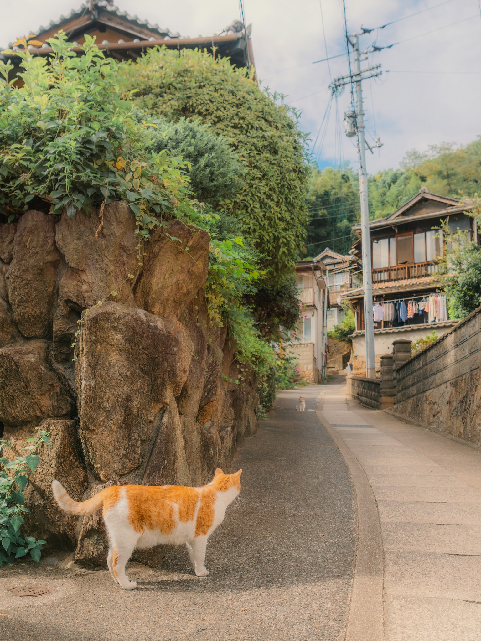 一只猫在古老村庄的狭窄小路上行走