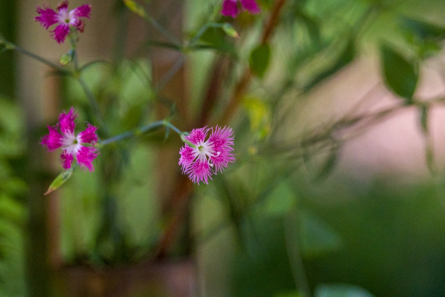 Piccole fiori rosa che fioriscono su uno sfondo verde