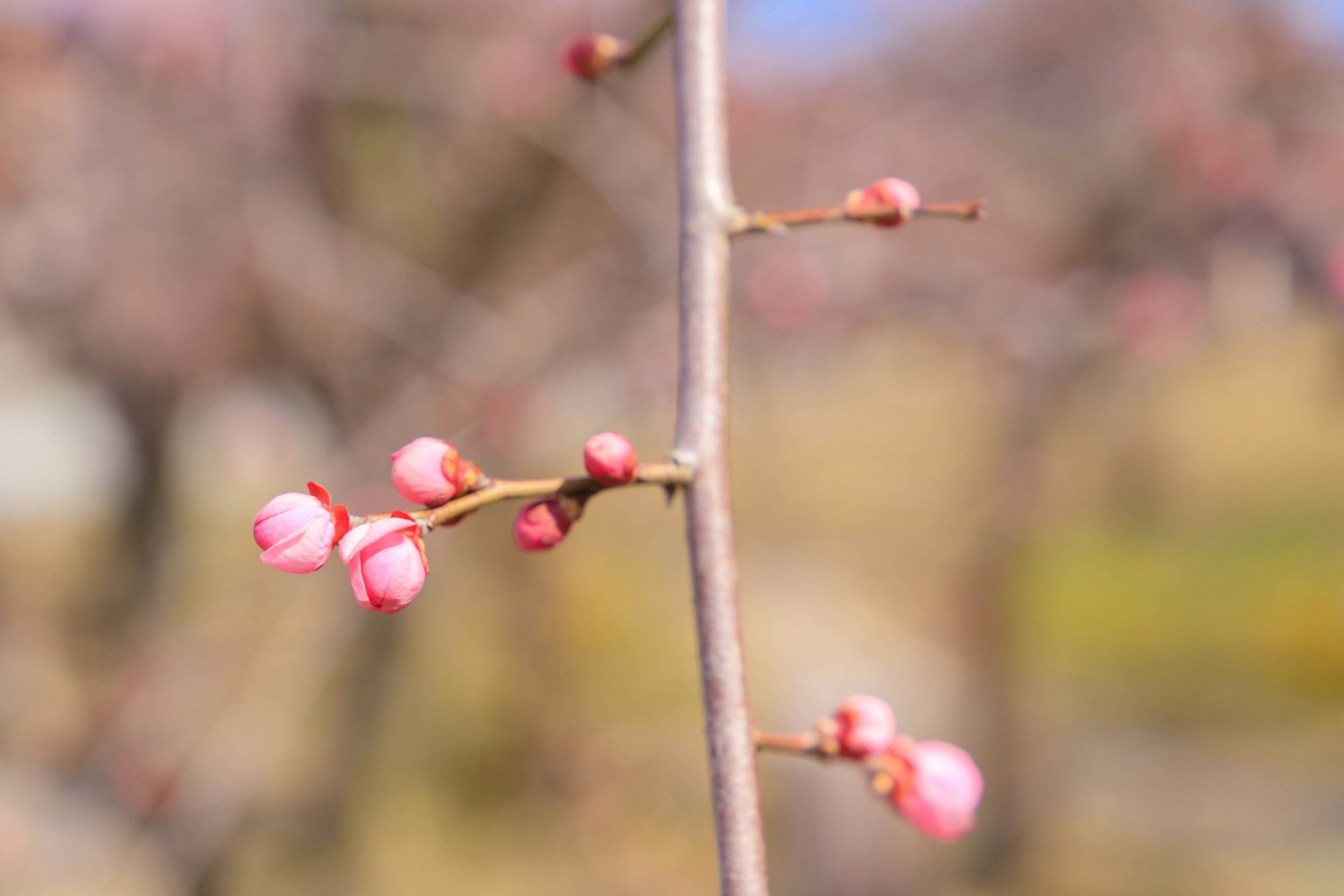 Gros plan sur une fine branche avec des bourgeons roses