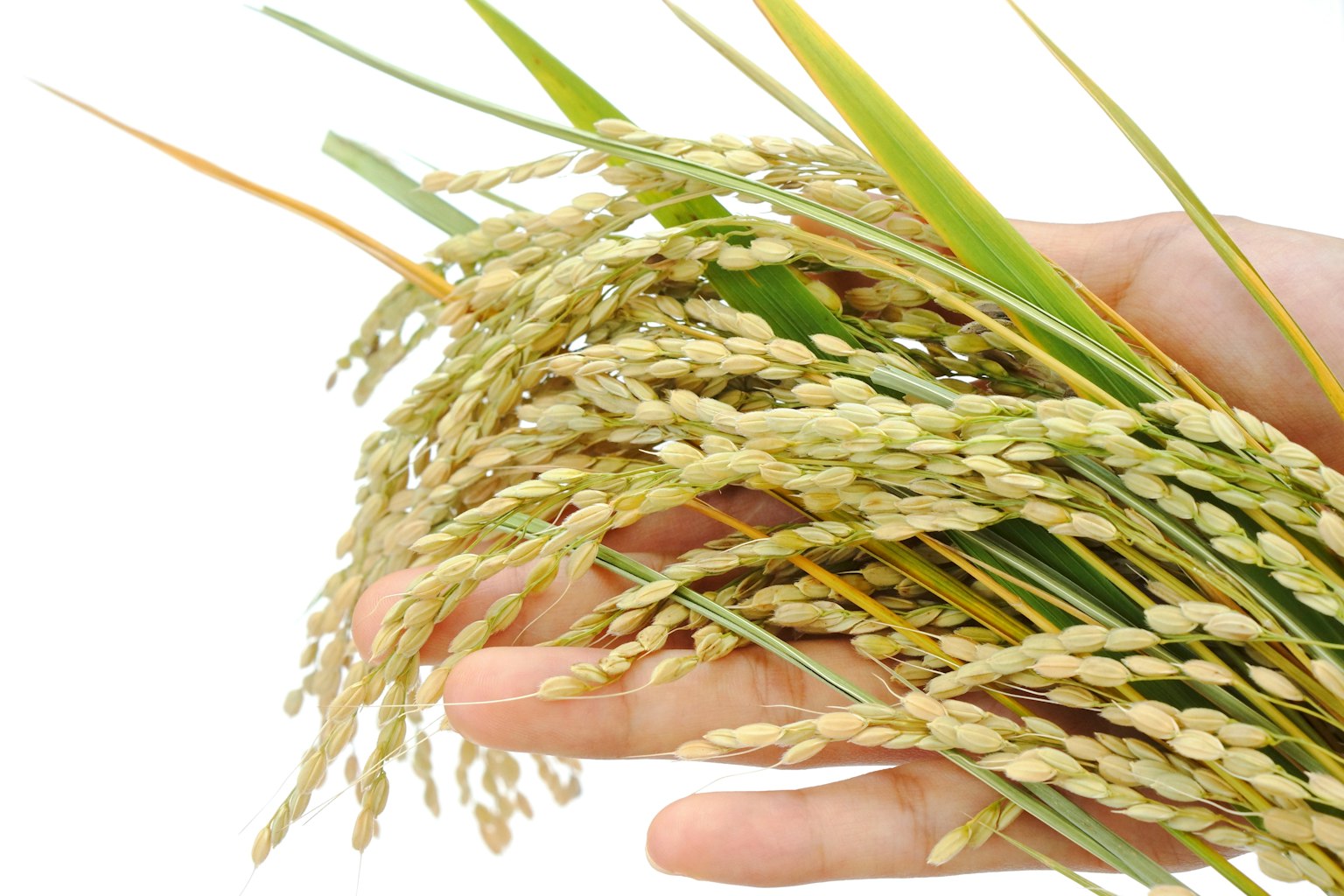 A hand holding a bundle of rice grains and green leaves