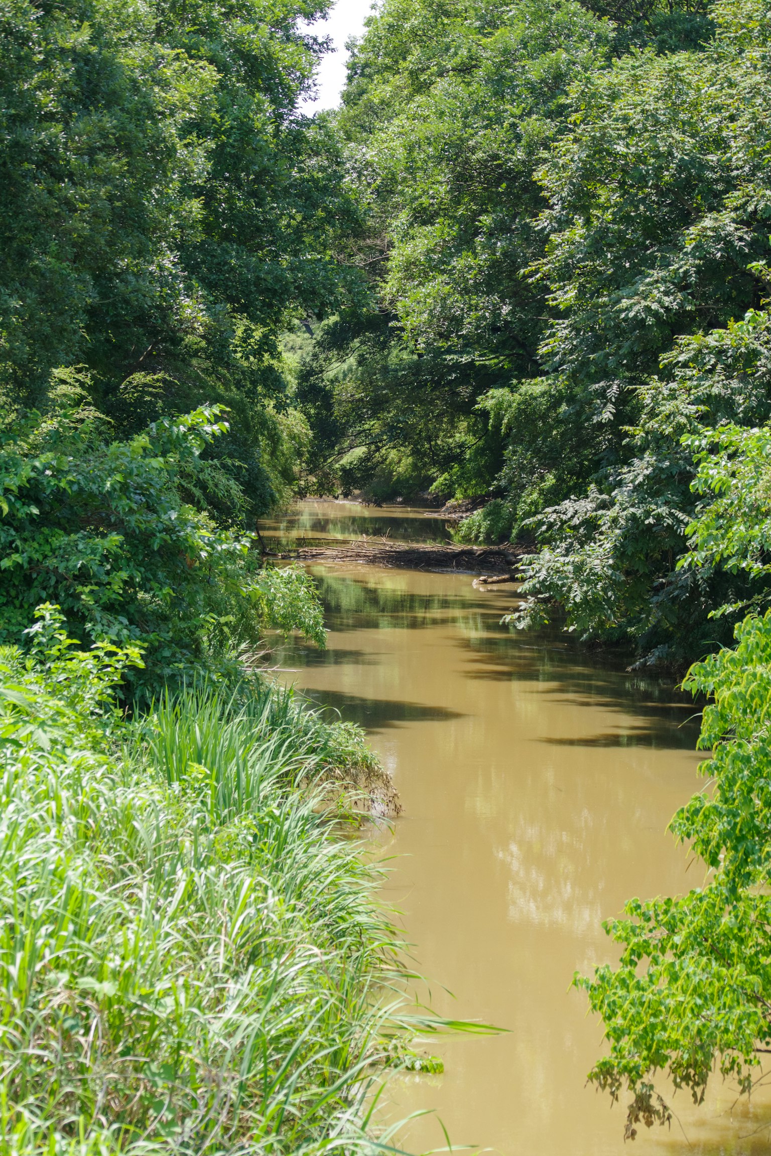 Eine Landschaft eines kleinen Baches umgeben von Grün mit trübem Wasser und üppigem Gras und Bäumen