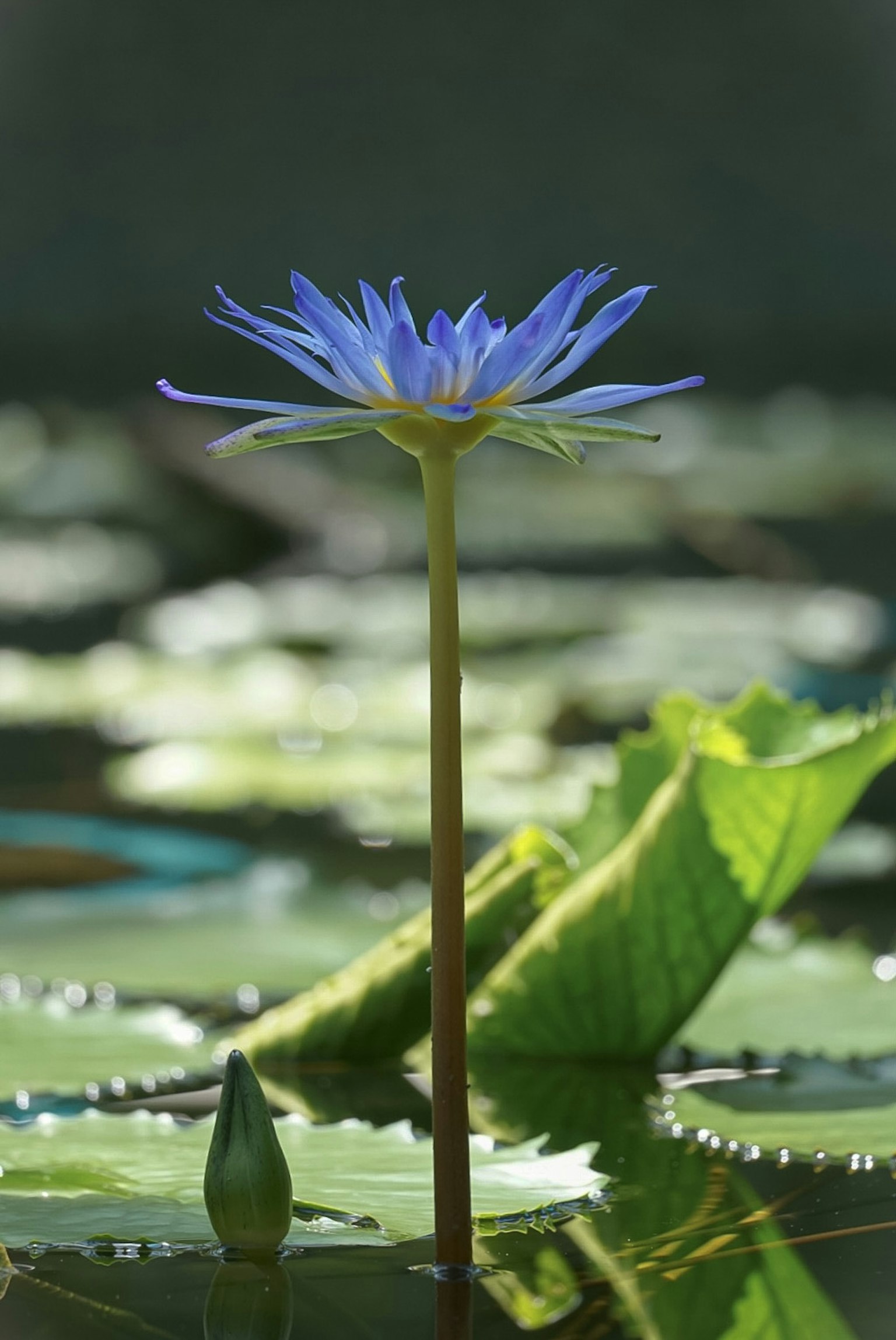 Sebuah bunga teratai biru berdiri tinggi di atas daun teratai hijau