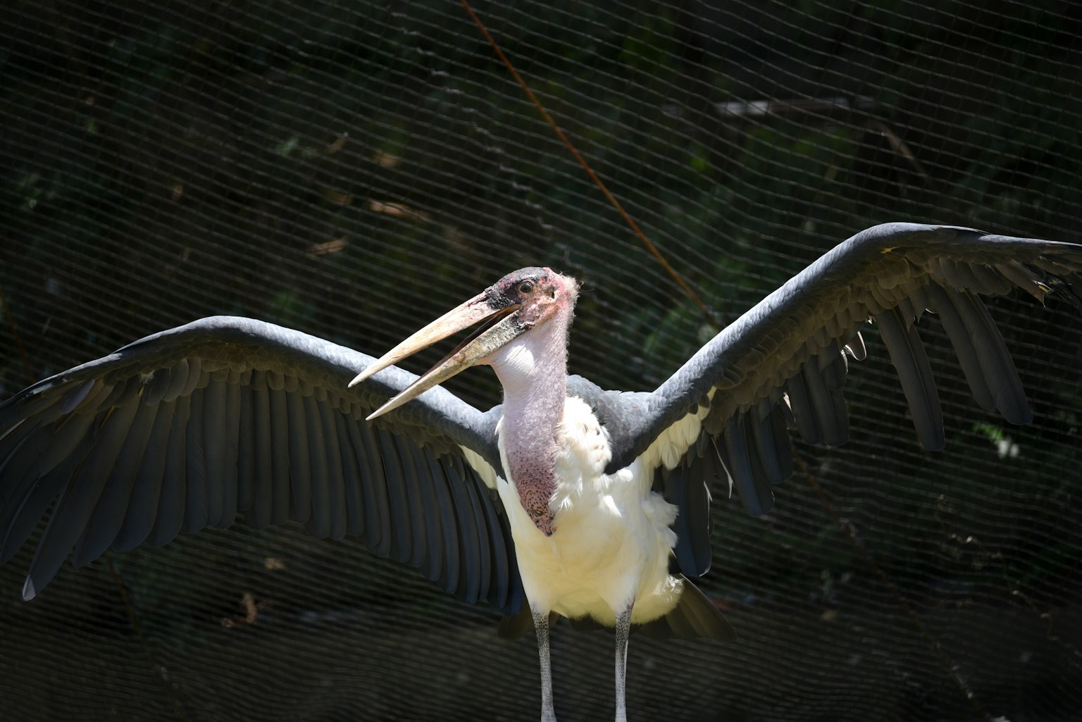 Pelican with wings spread wide