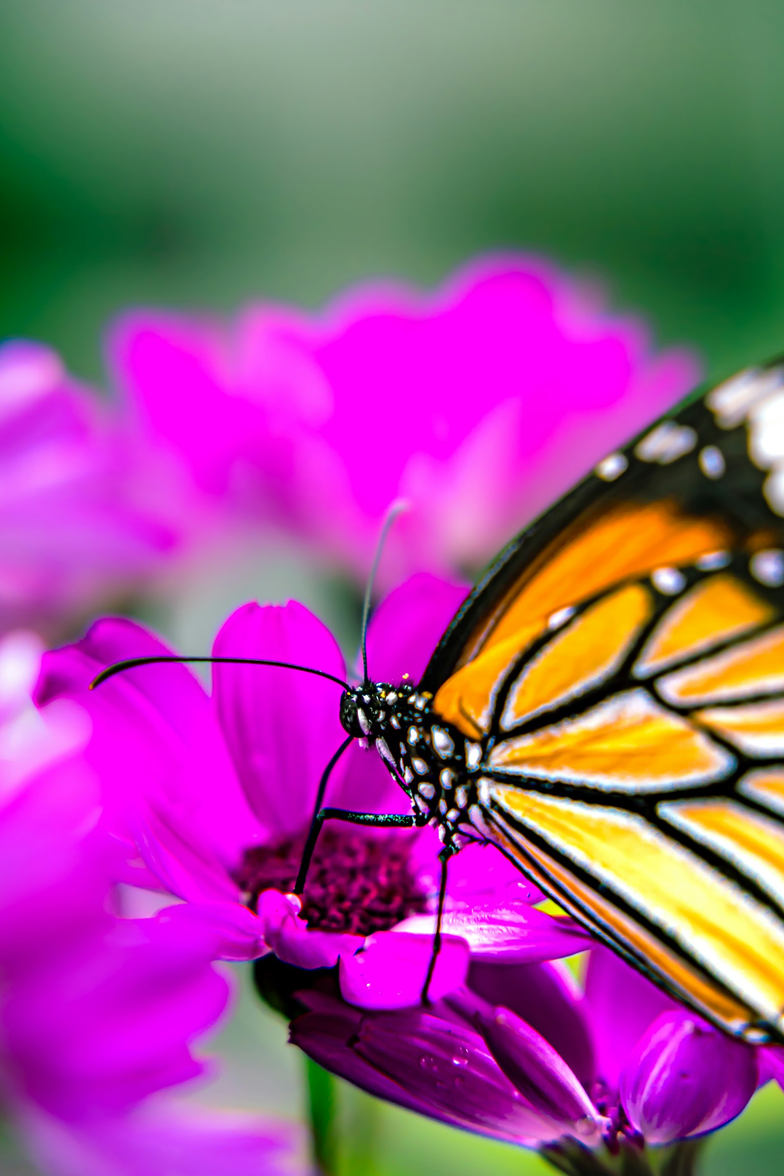 Ein Schmetterling auf lebendigen rosa Blumen