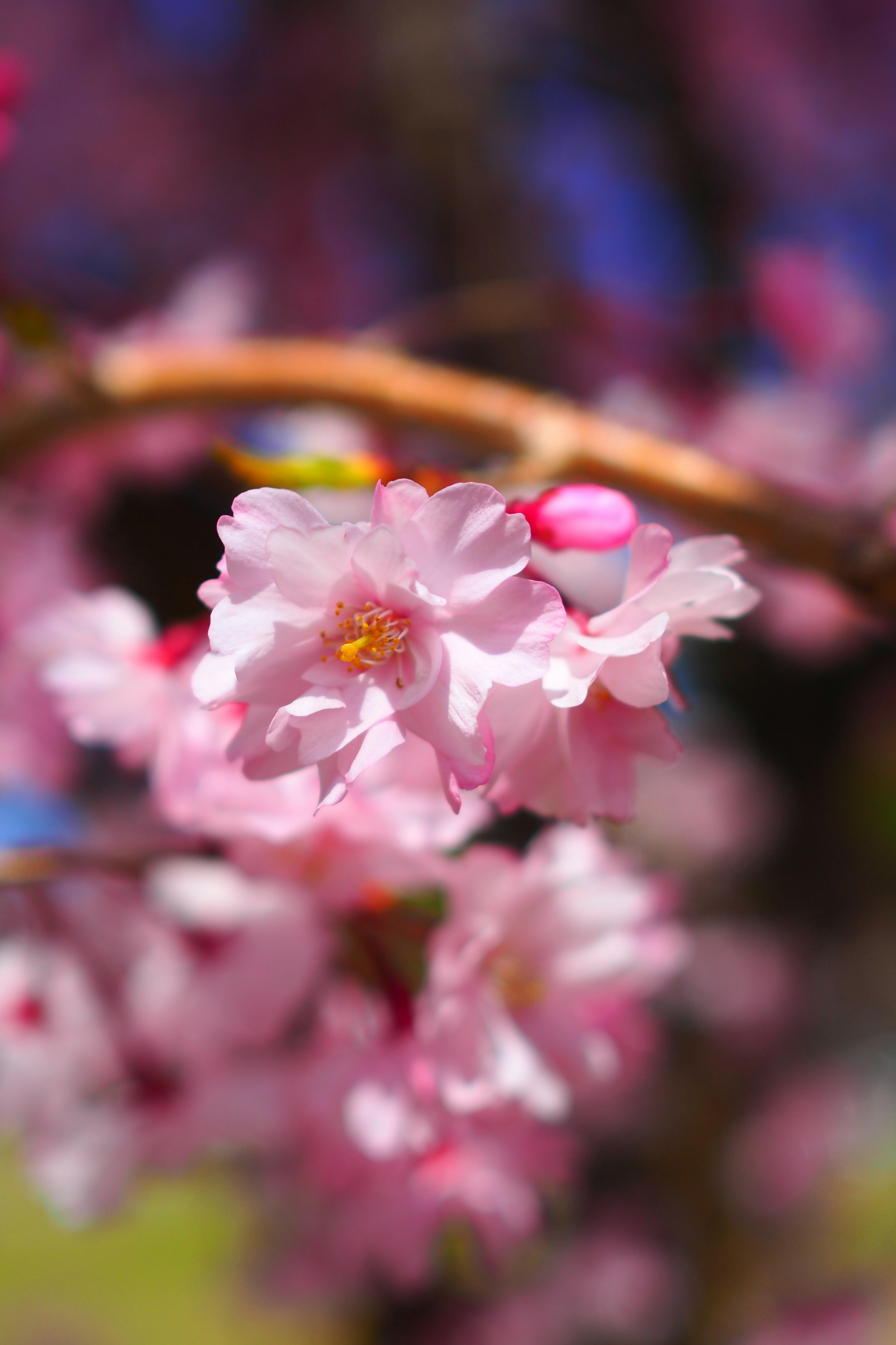 ピンクの桜の花が咲くボケの花畑