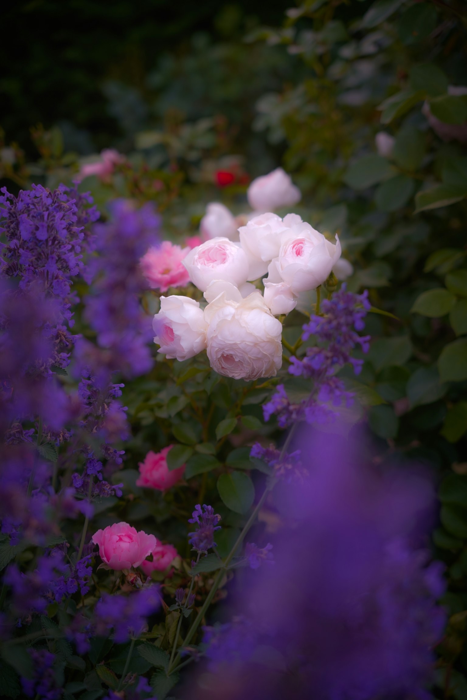 Eine Gartenszene mit bunten Rosen und lila Blumen