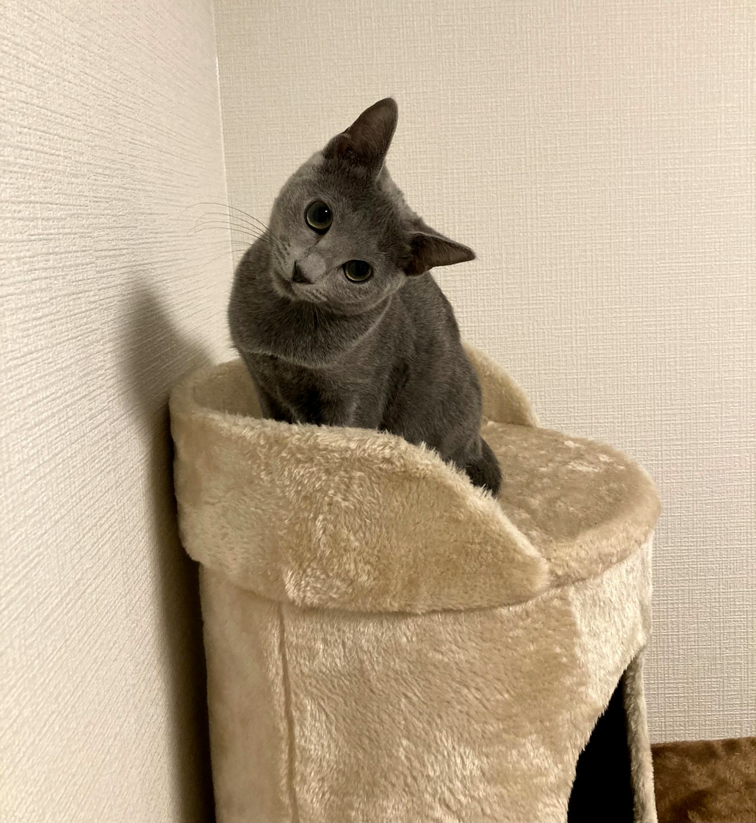 Gray cat sitting on a cat tower