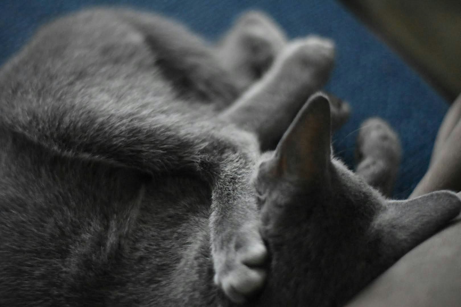 cat mother and kittens cuddling on a blue blanket