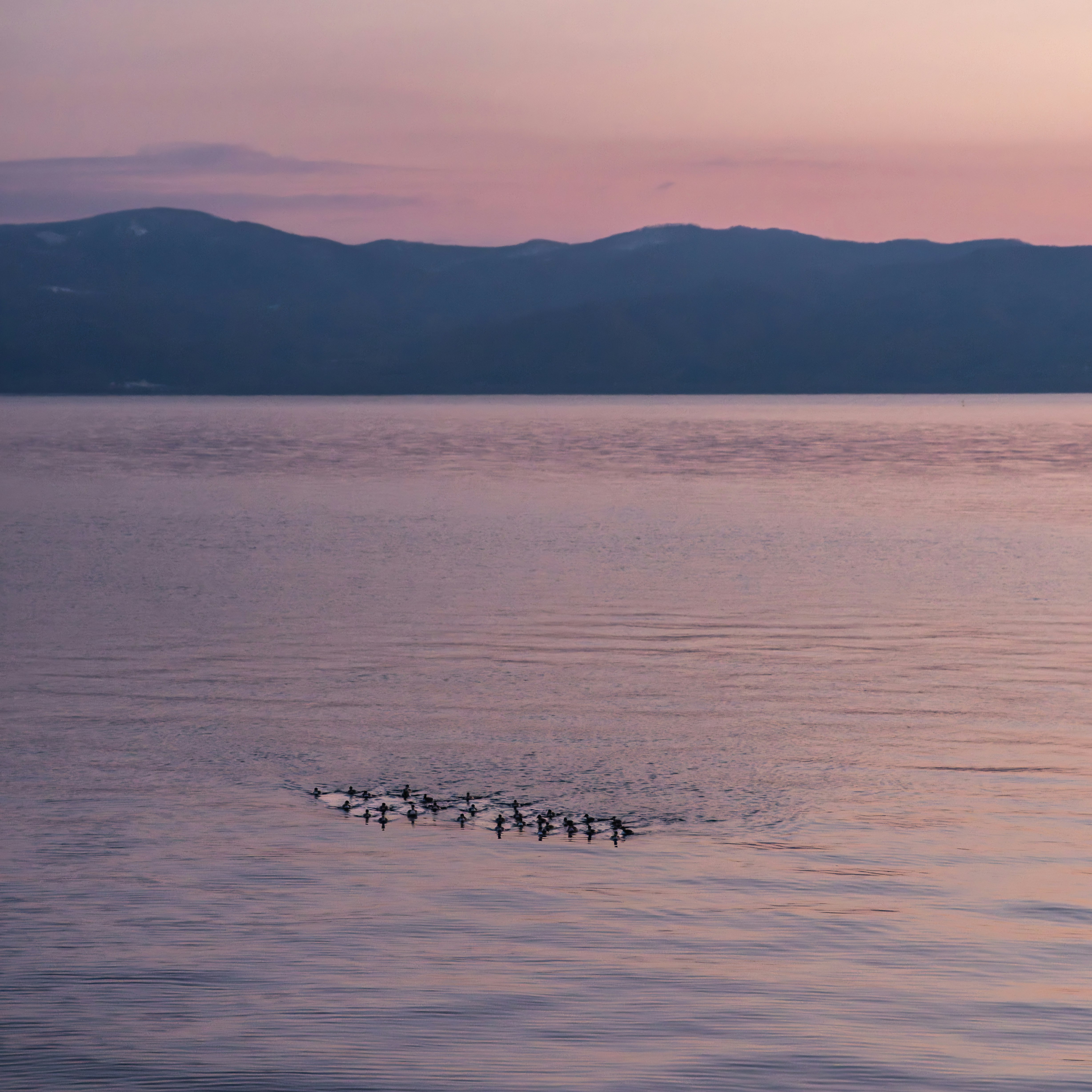 夕暮れの洞爺湖に浮かぶカモメの群れ